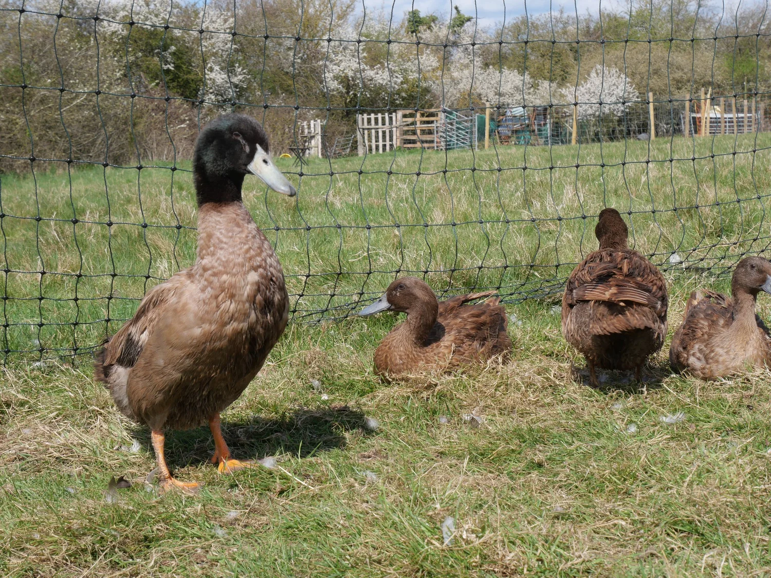 CAN DUCKS LIVE WITHOUT A POND? — Brimwood Farm