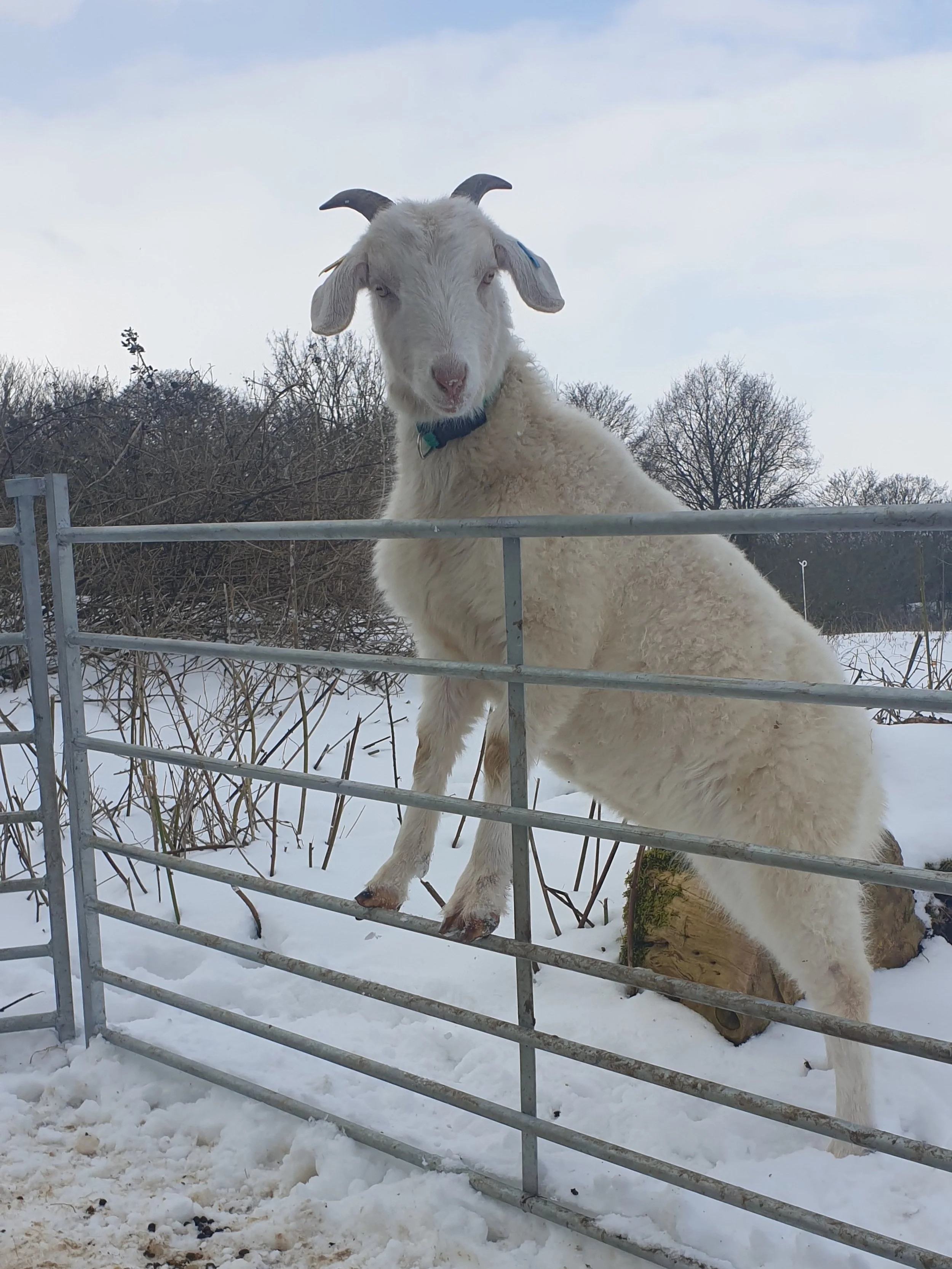 Can you Keep Goats and Sheep Together? — Brimwood Farm