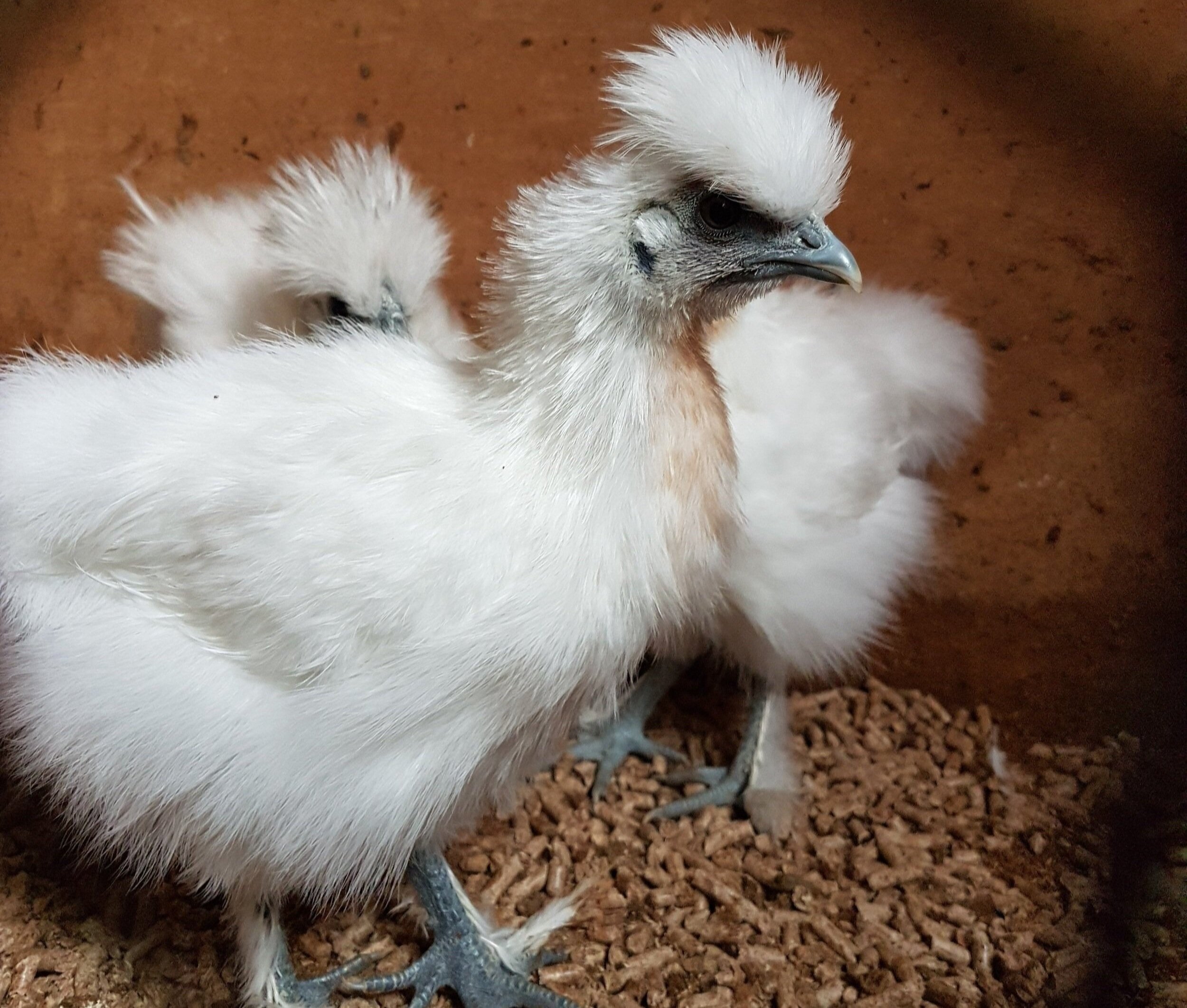 How To Sex Silkie Chickens — Brimwood Farm