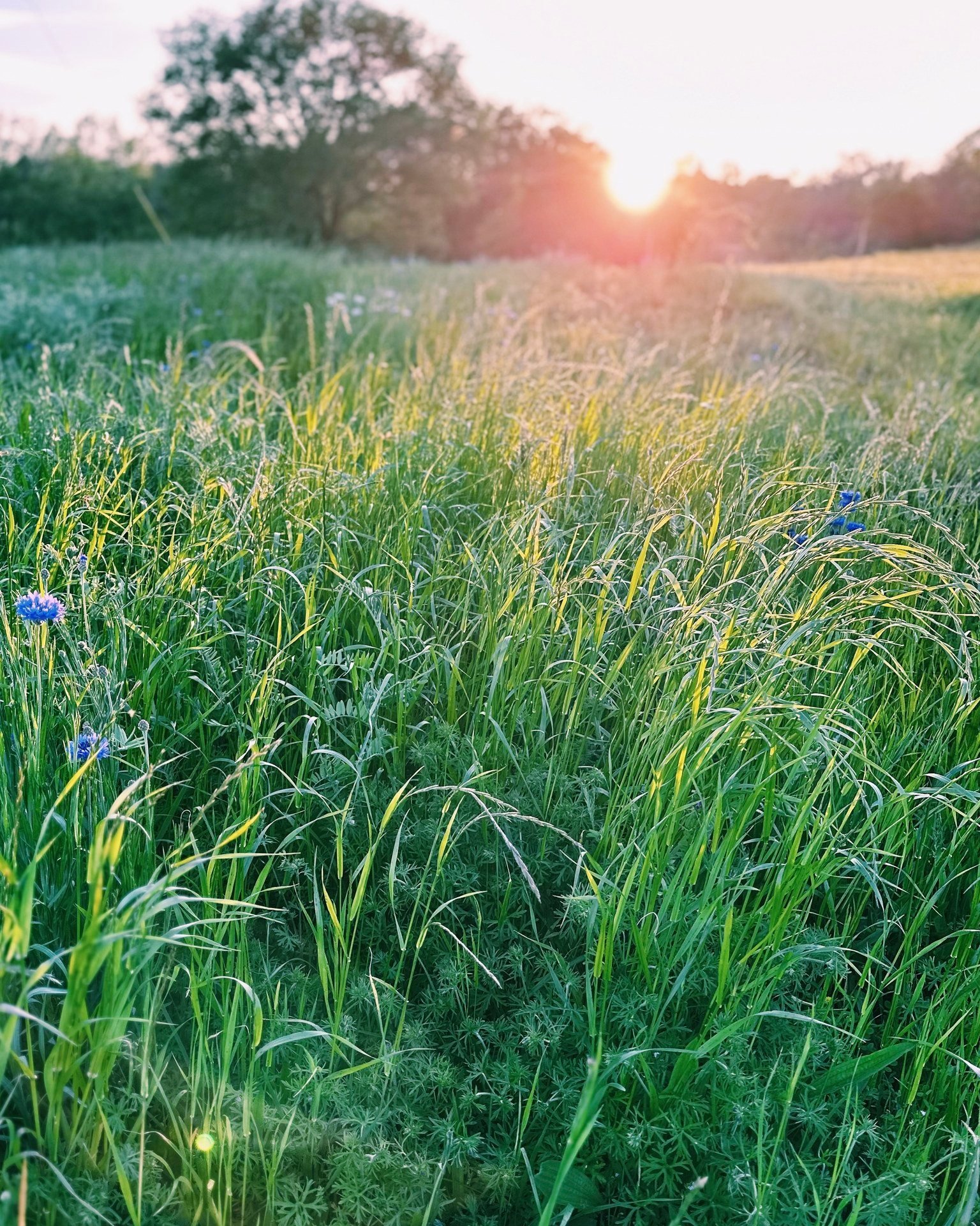 May: a month that is green and alive. 🌿 We can't get enough of the golden evening strolls to check on the budding wildflower fields or to harvest crisp lettuce for dinner. As the landscape transforms this spring and our calendars fill up with a flur