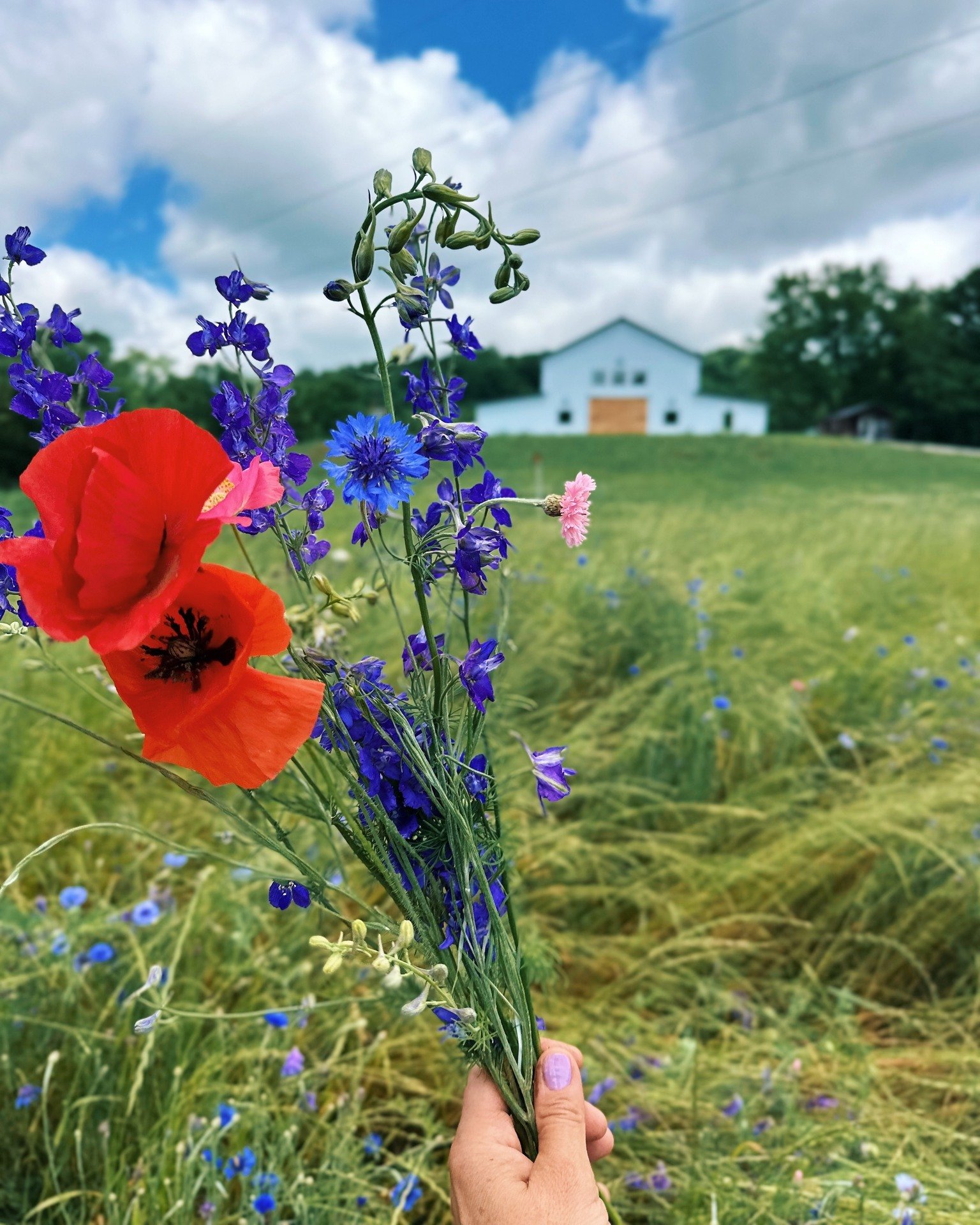 It's been wonderful seeing so many of you at #thekindredfarmstore again! We are open every Saturday from 9am-noon in May and June! 🌸

FYI: the farm store is now located inside our brand new barn! Use the driveway that leads to the big white barn on 