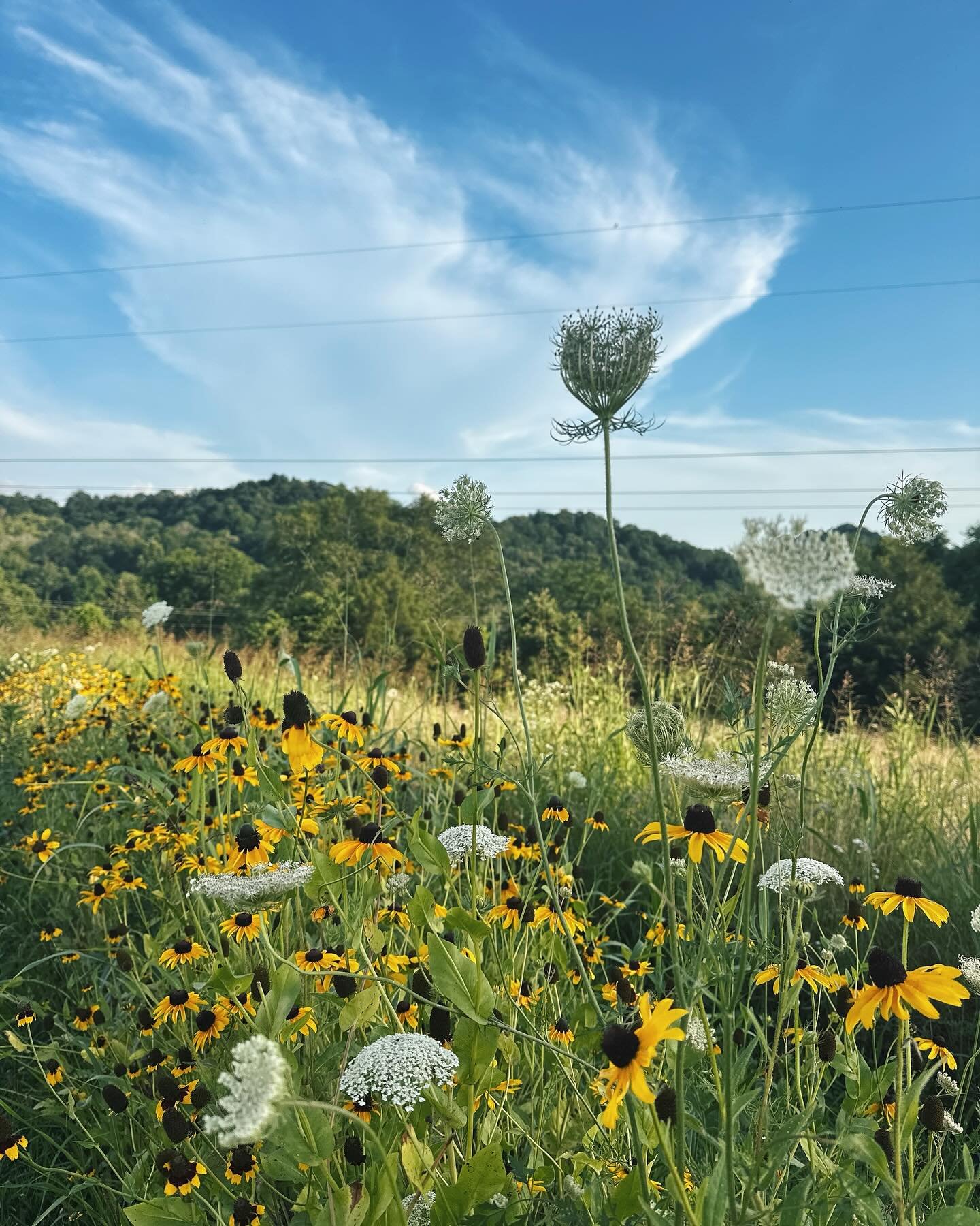 &ldquo;Everybody needs beauty as well as bread, places to play in and pray in, where nature may heal and give strength to body and soul alike.&rdquo; ~ John Muir

So very grateful for this place. 💛 

#santafetn #meadow #wildflowers #slowdown #lifeis