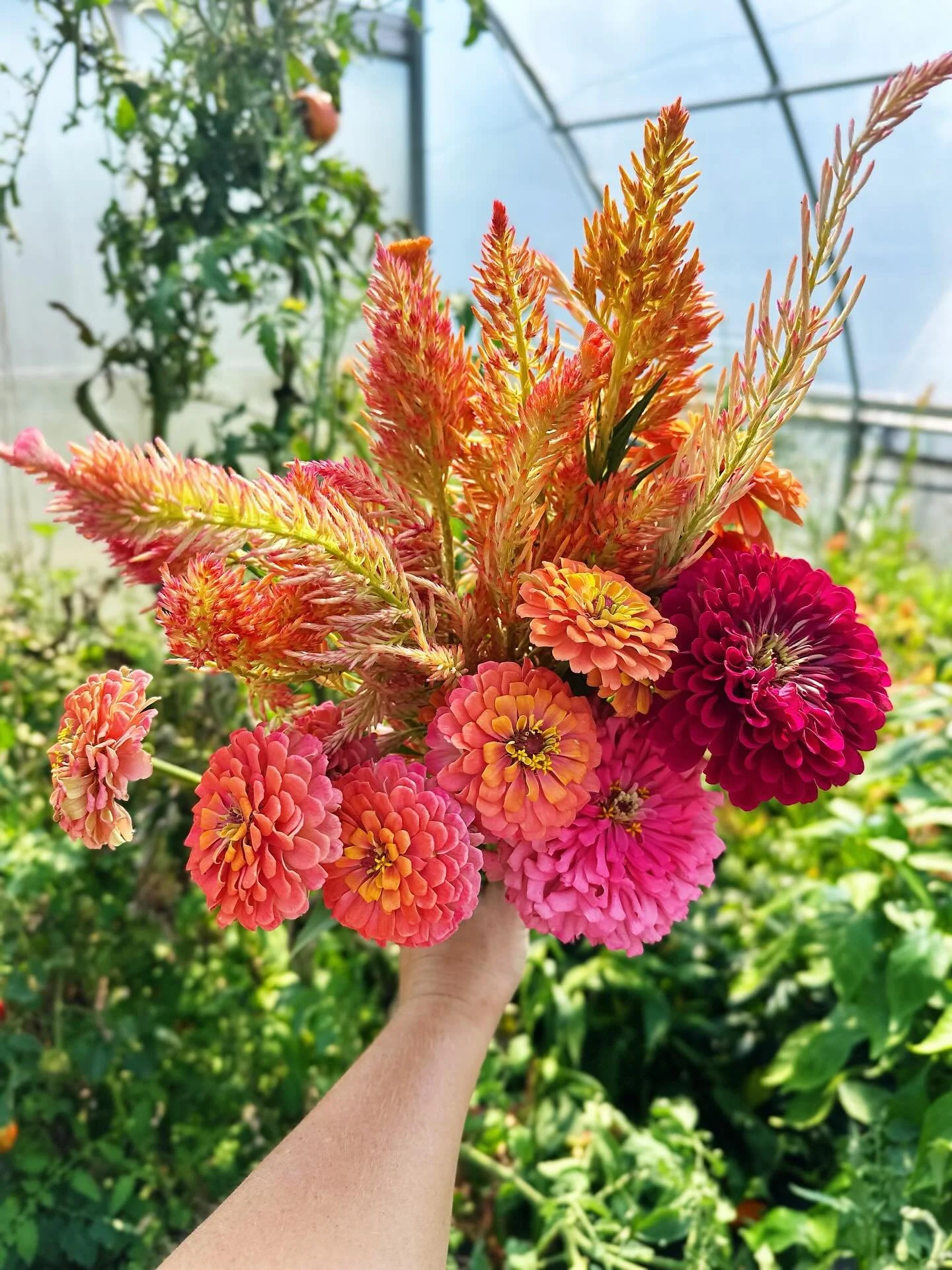 Harvested some bright, happy table flowers for the (sold out!) Garden Planning Workshop we&rsquo;re hosting tomorrow with @takingrootgardendesign. 🌸 

This bouquet is mostly &ldquo;spun sugar&rdquo; celosia &amp; unicorn zinnias grown from @floretfl