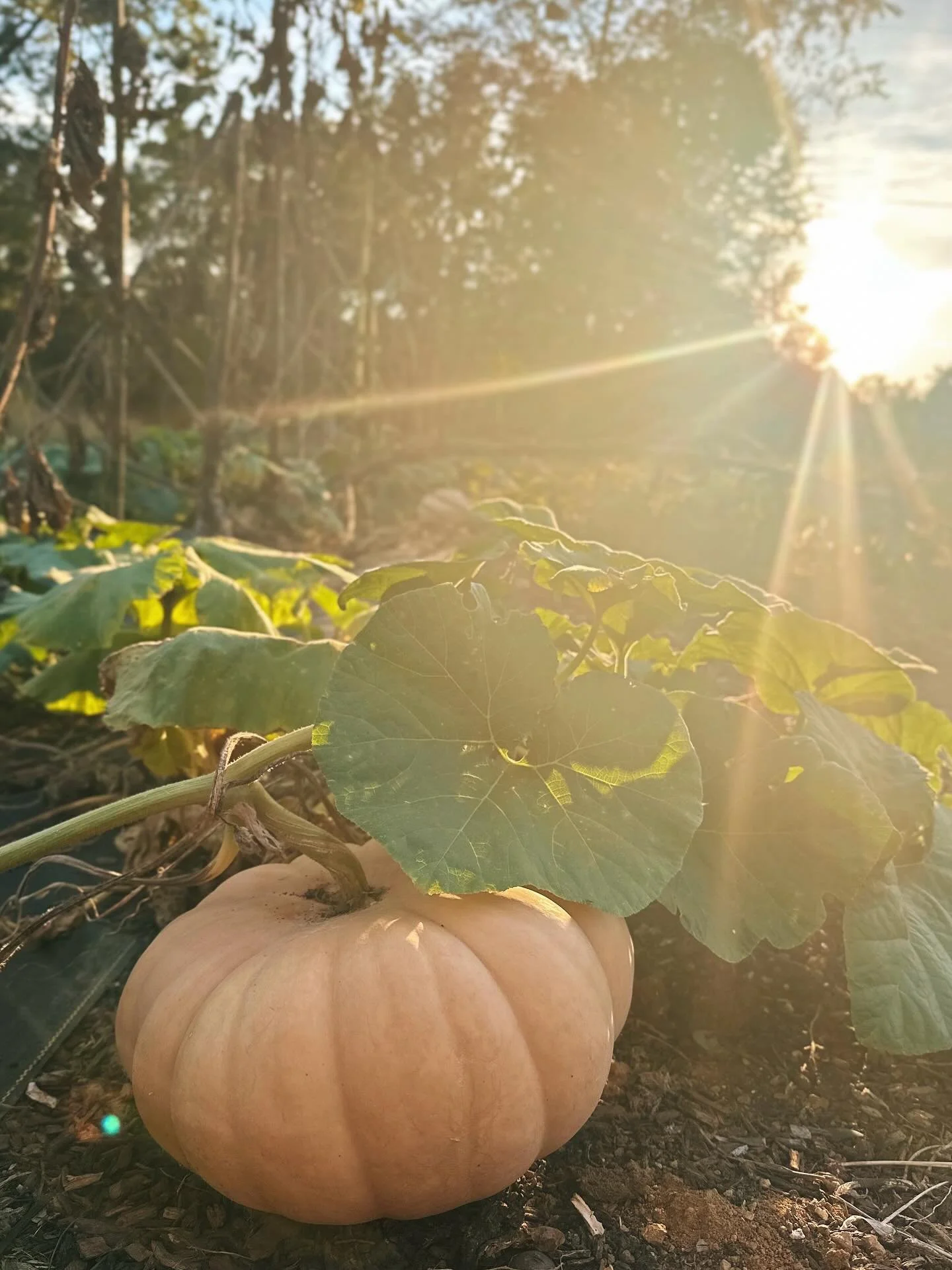Bibbidi-Bobbidi-Boo 🪄🎃

When the Long Island Cheese pumpkins are almost ready, you know what&rsquo;s coming soon after. 🍂🍁🍂🍁🍂🍁

Make sure to grab your tickets to our Fall Farm-to-Table Dinner on October 18th (link in profile!) and let&rsquo;s