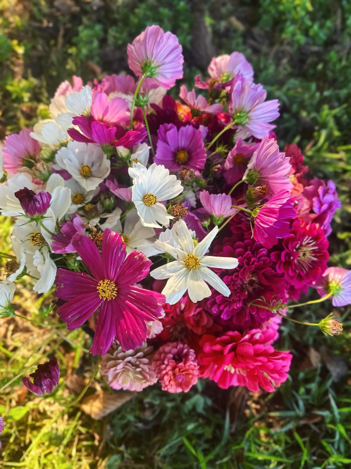 These joyful cosmos &amp; zinnias were carefully harvested a few weeks ago for someone&rsquo;s special day from the brown and fading end-of-summer garden, by climbing over massive weeds and searching for the best flowers one by one.

It&rsquo;s easy 