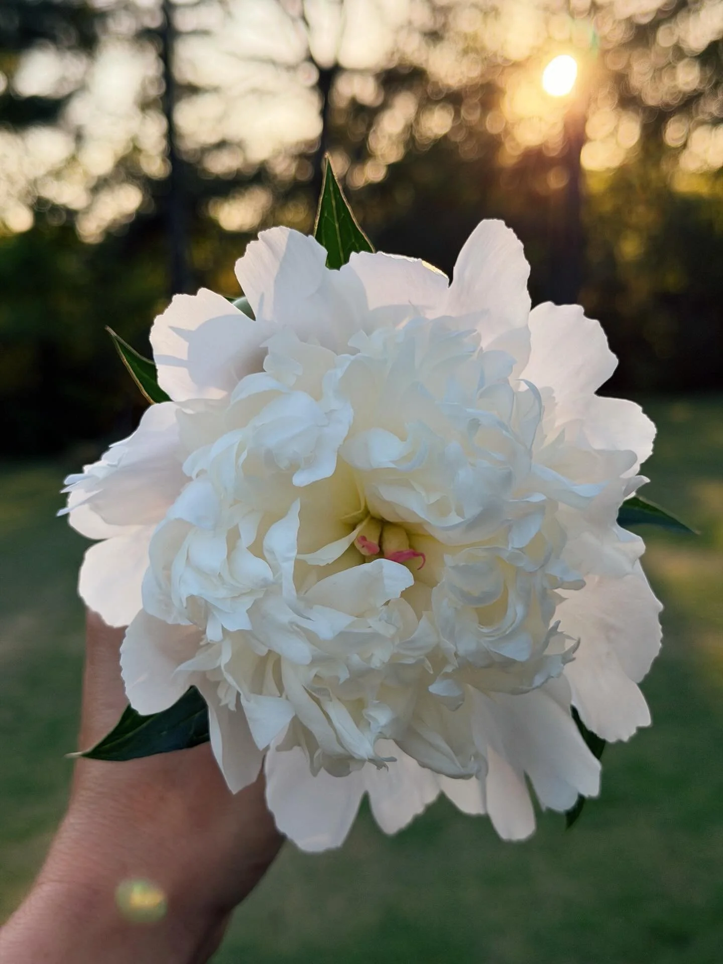 Peony season. 🤍 

When you know something is short-lived, it just makes you treasure it all the more. 

#peonies #backyardfarm #peonyseason #thekindredfarm #sourdough
