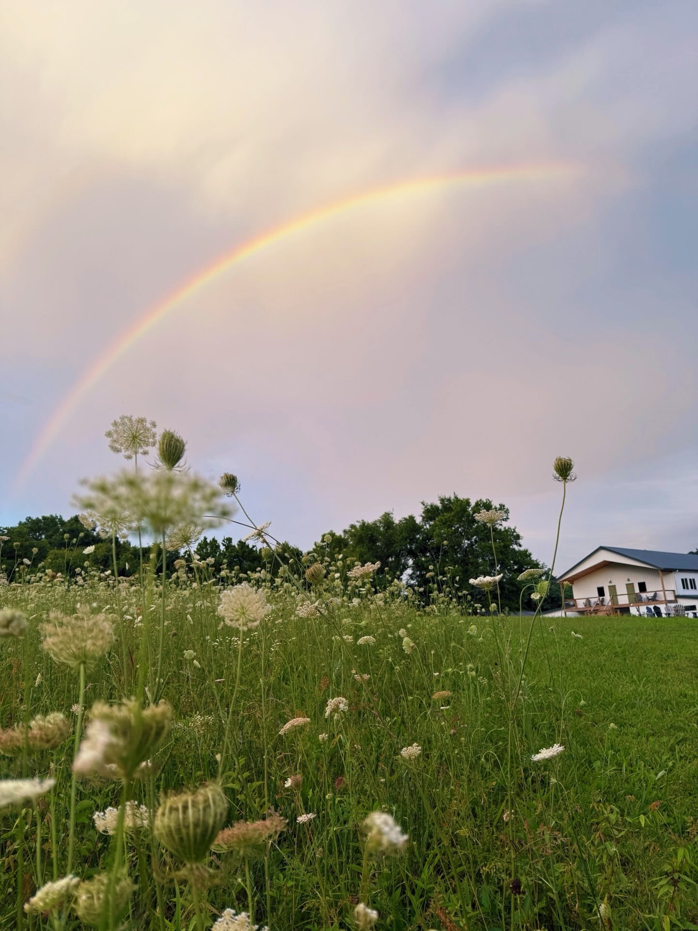July - what a welcome. 🌈

#welcomejuly #thekindredfarm #santafetn #queenanneslace #flowermeadow
