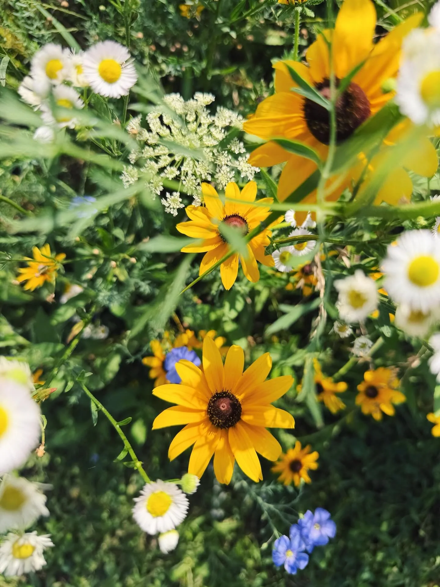 &ldquo;Earth laughs in flowers.&rdquo; ~ Ralph Waldo Emerson

The late June garden is bursting with flower J🌼Y. It&rsquo;s beautiful to see all the hard work planting and cultivating the soil transform into fields of wildflowers for pollinators, rai