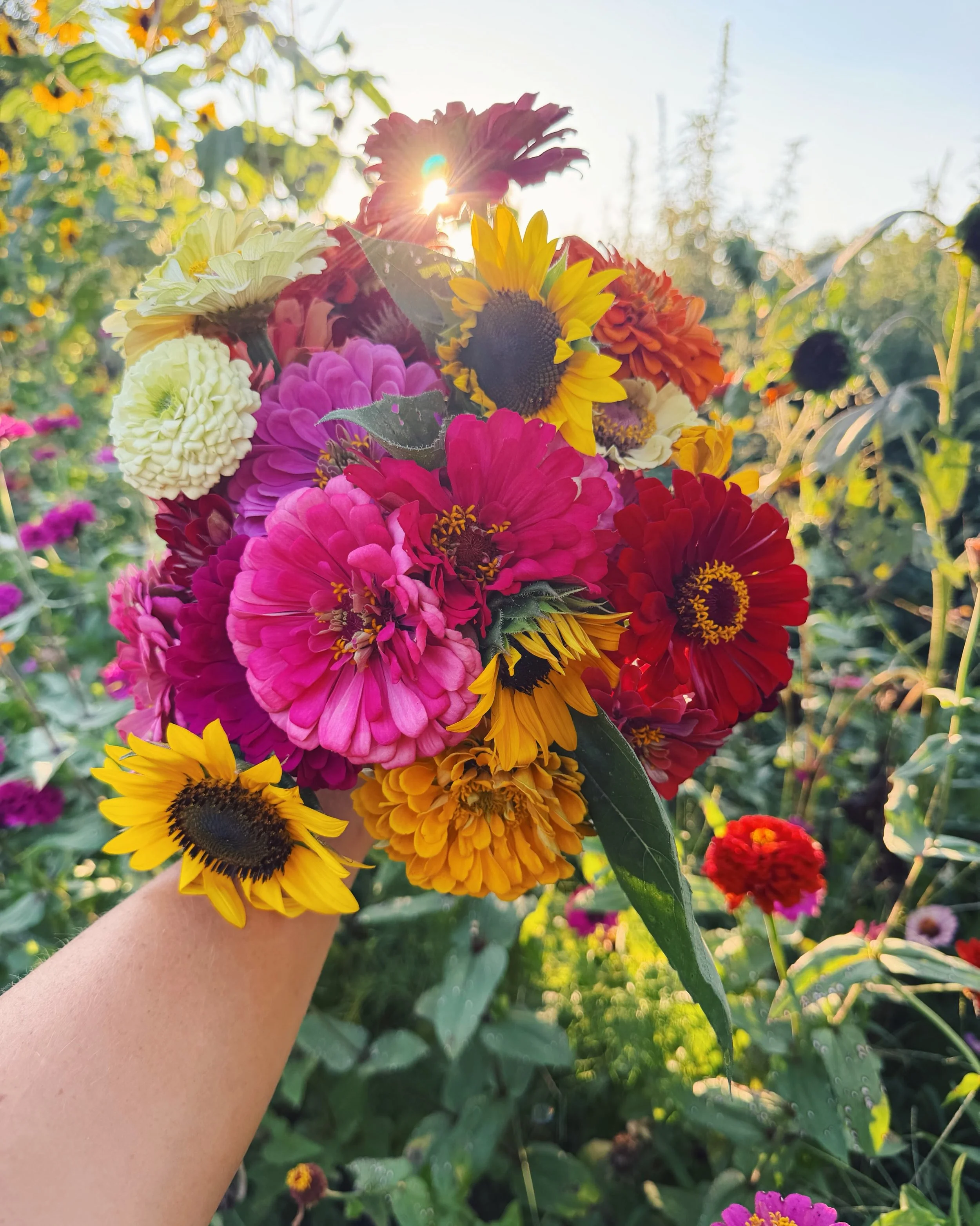 Some of summer&rsquo;s best. 🌻🌸🍅🌱 

Can&rsquo;t wait to share this farm-fresh goodness with our Summer Dinner guests on August 15th! 💛

#kindreddinners #summergardens #summergarden #sunflowers #zinnias
