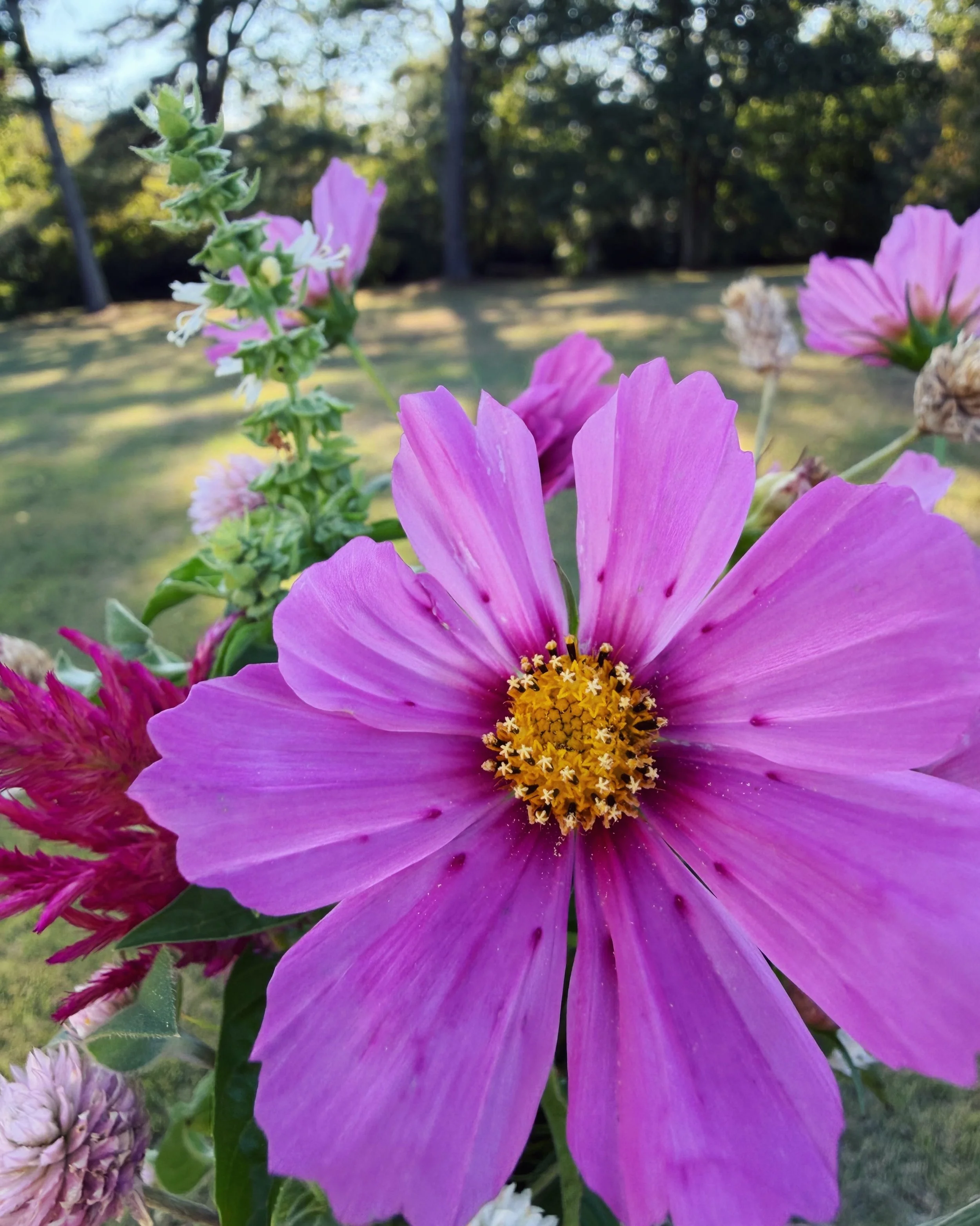 Cosmos flowers. 🌸 A symbol of harmony with their perfectly ordered leaves rotating around a golden &ldquo;sun.&rdquo; The flower that survives summer&rsquo;s brutal heat and lack of rain and grows anyway. 

Zoom in and look at those tiny disc flower