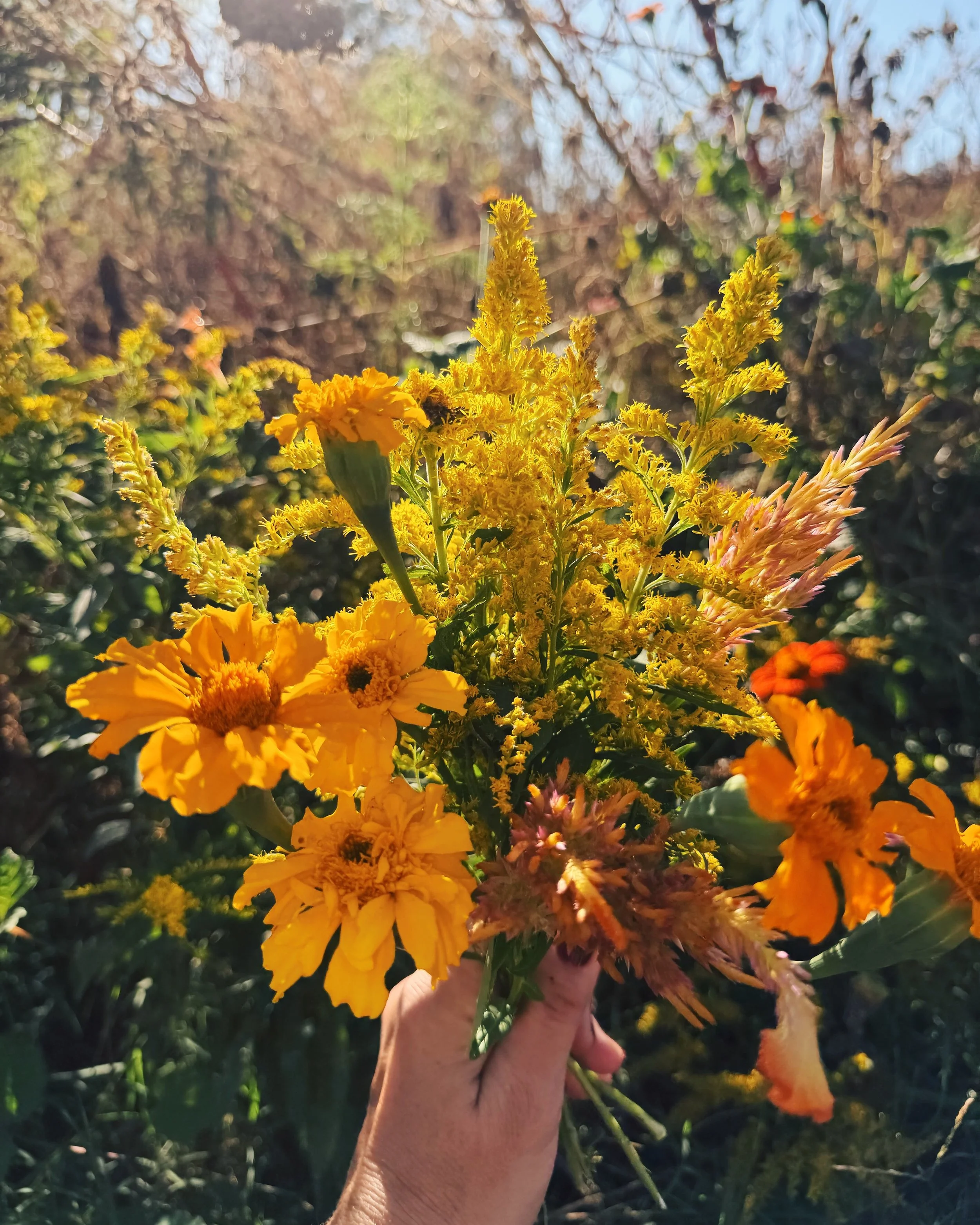 It&rsquo;s golden season. ✨

We&rsquo;re in full-on prep mode for several huge private chef events in October, plus our Fall Farm-to-Table Dinner on Saturday, October 10th (get your tickets at the link in bio!).

Loving the goldenrod, marigolds, celo