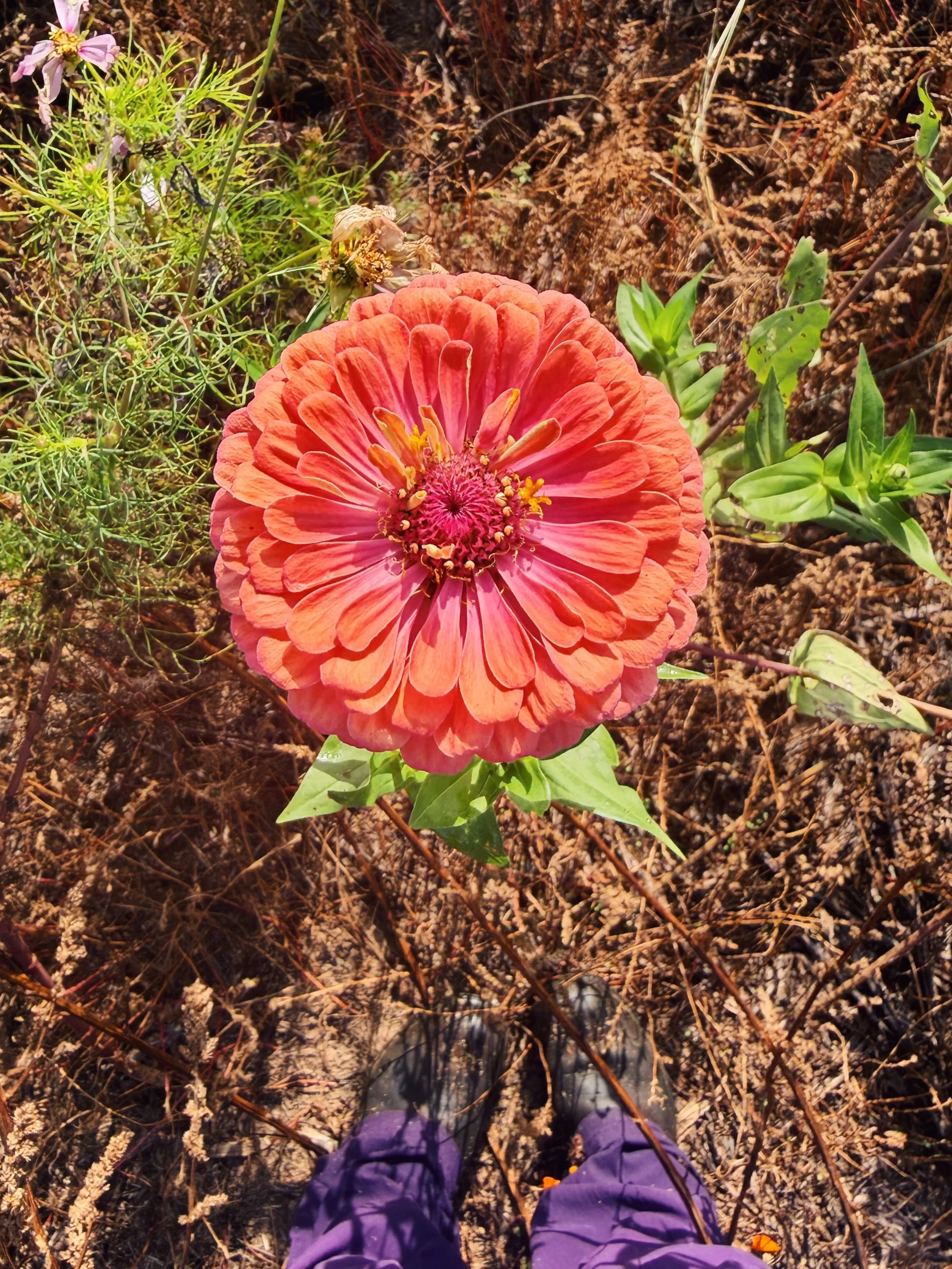 Somehow, every fall, we end up discovering the most vibrantly-colored flowers of the season blooming in the middle of otherwise dried-up fields. It&rsquo;s like they know we need just one last hurrah of color and beauty before it&rsquo;s time to let 