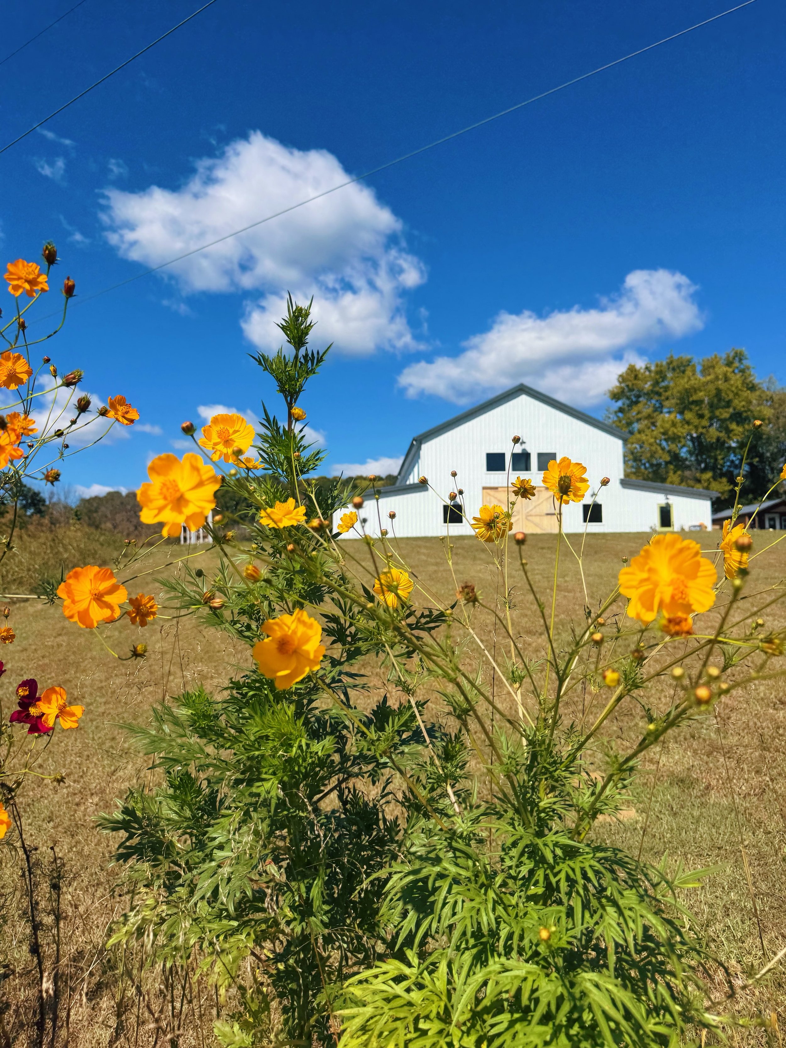 Reveling in these gorgeous crisp blue sky days lately. 

✨chilly mornings
✨warm drinks
✨long sleeves 
✨open windows

Fall has finally found us. 🙌🏽🍂🍁

#fallonthefarm #fall #tennesseefarm #eventbarn #thekindredfarm