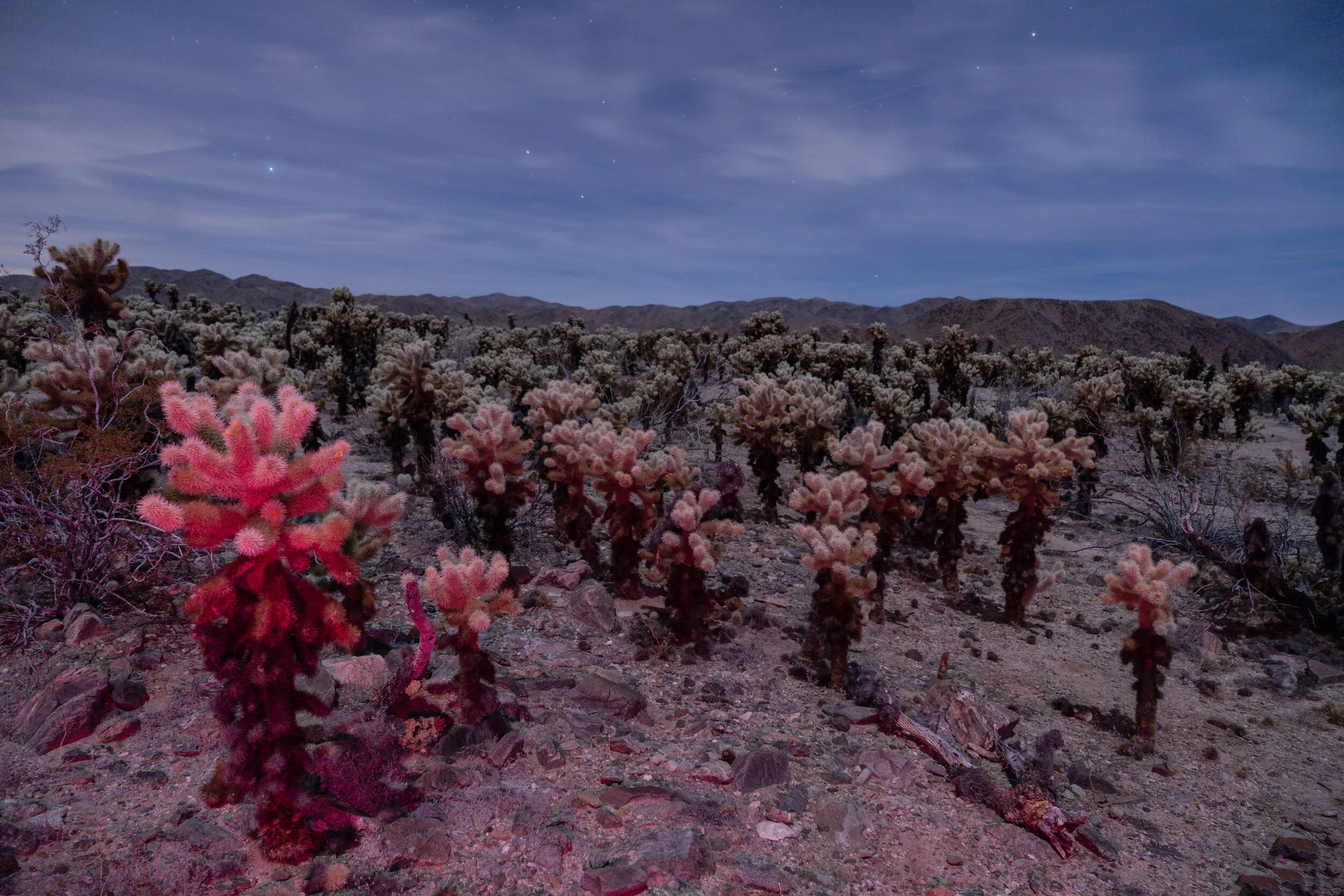 Under the moon light