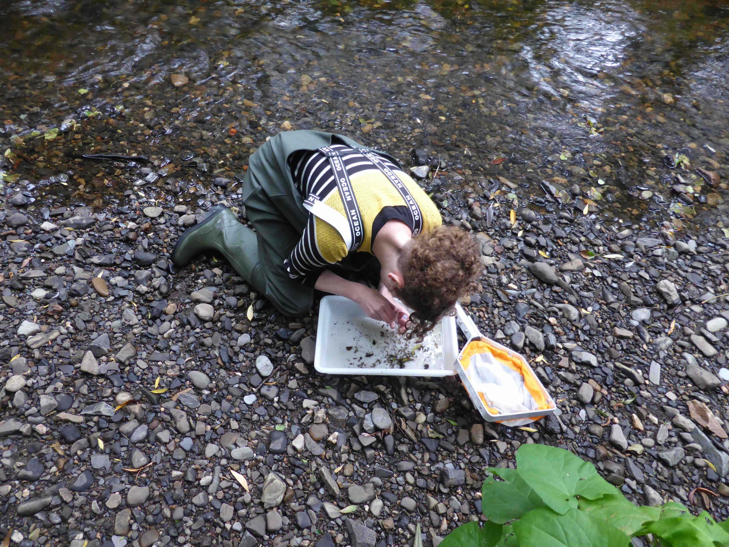 Surveying water beetles at Dodder Wet Woodland pNHA