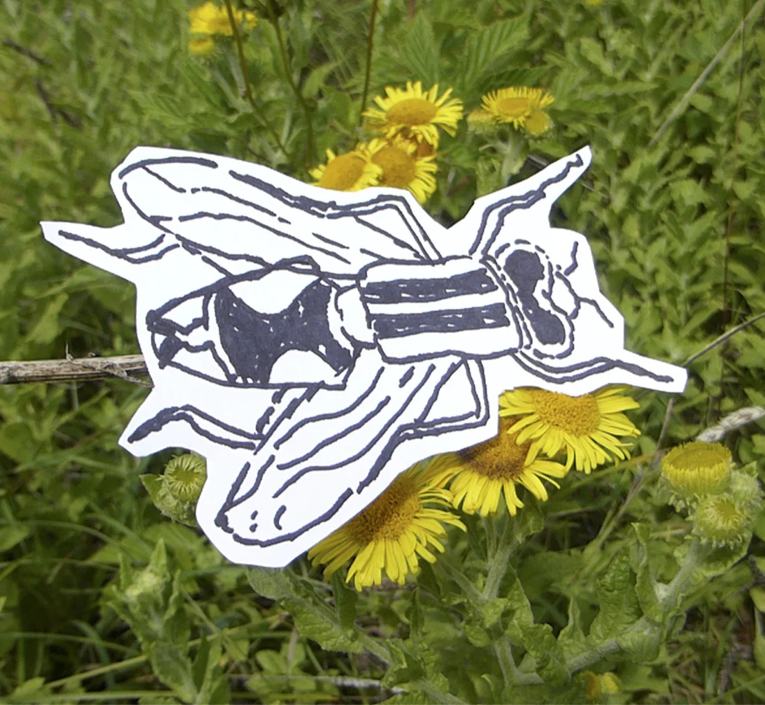 Insect Folklore Video Workshops