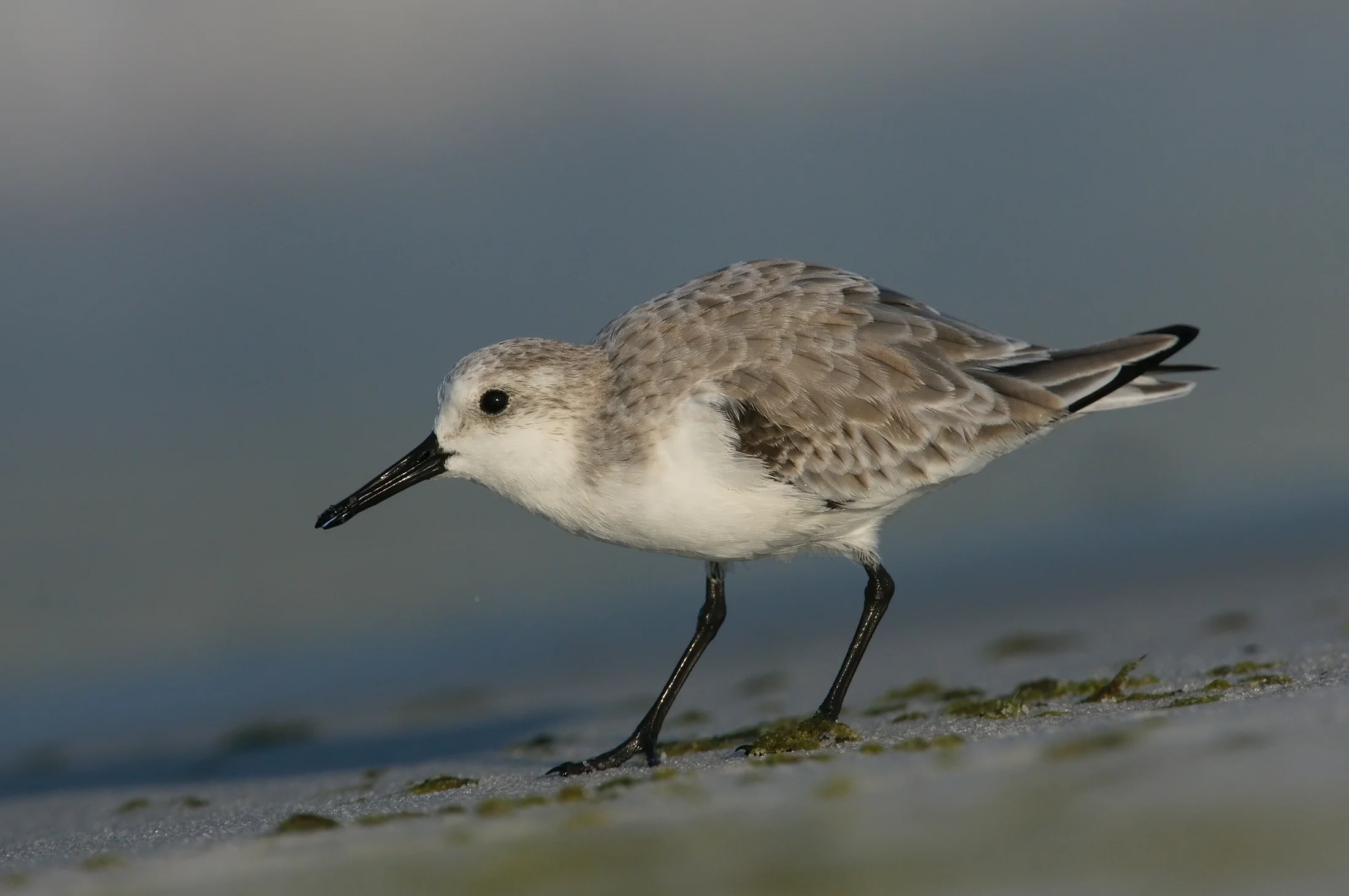 Sanderling