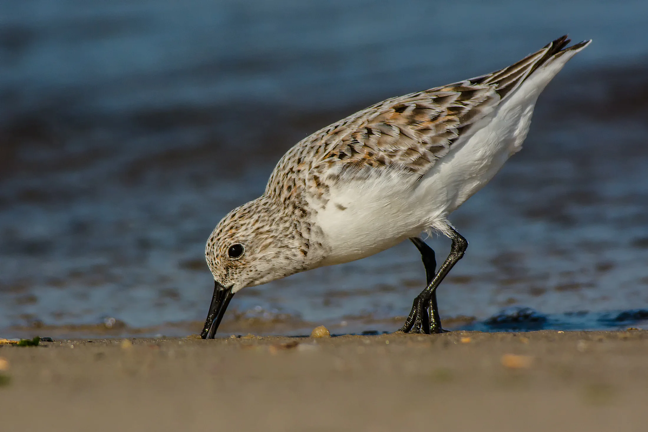 Sanderling