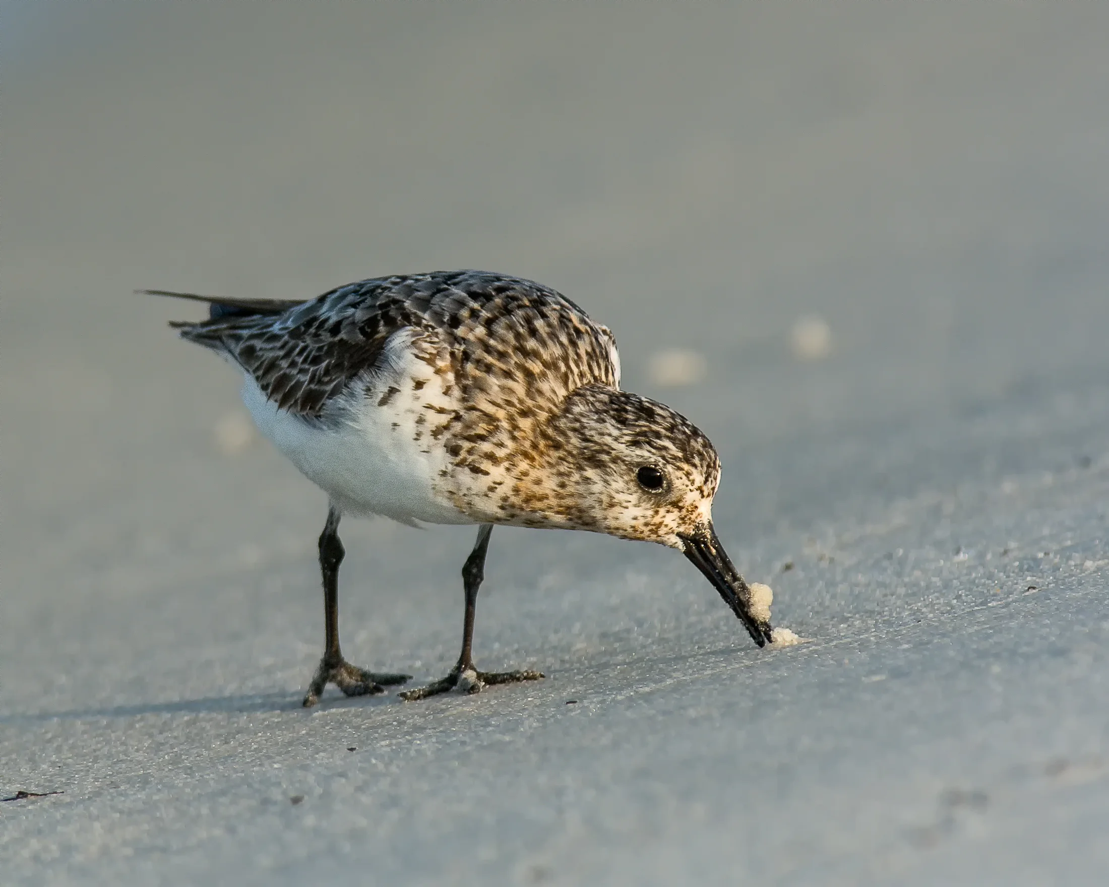 Sanderling