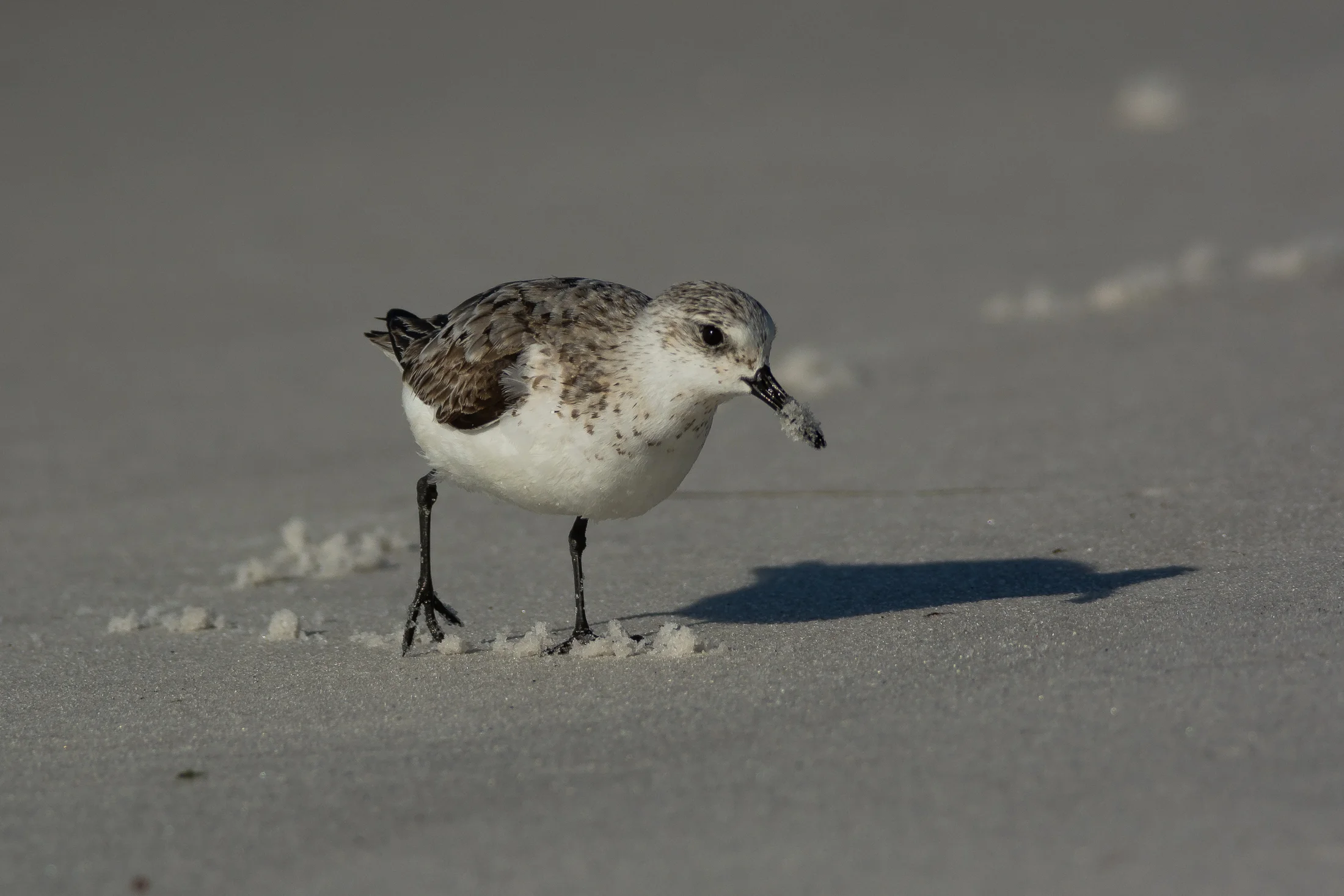 Sanderling