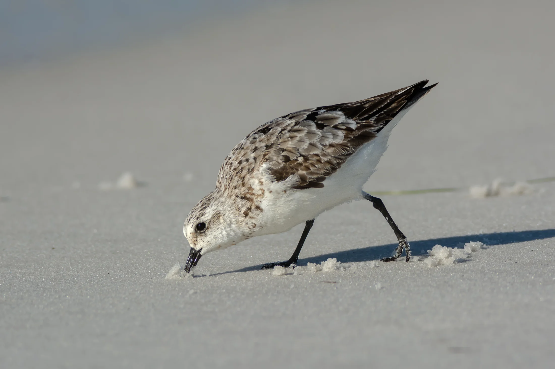 Sanderling