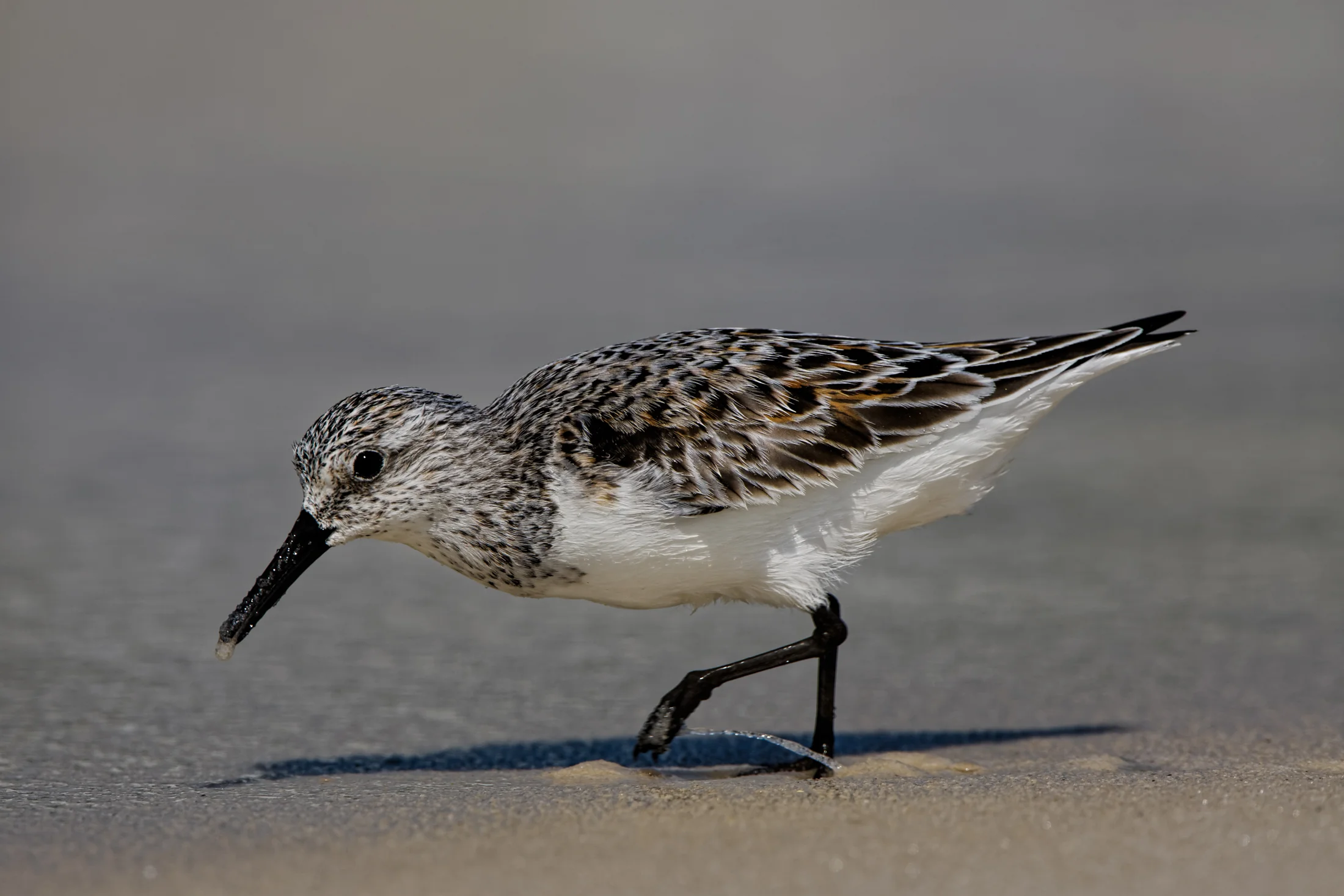 Sanderling