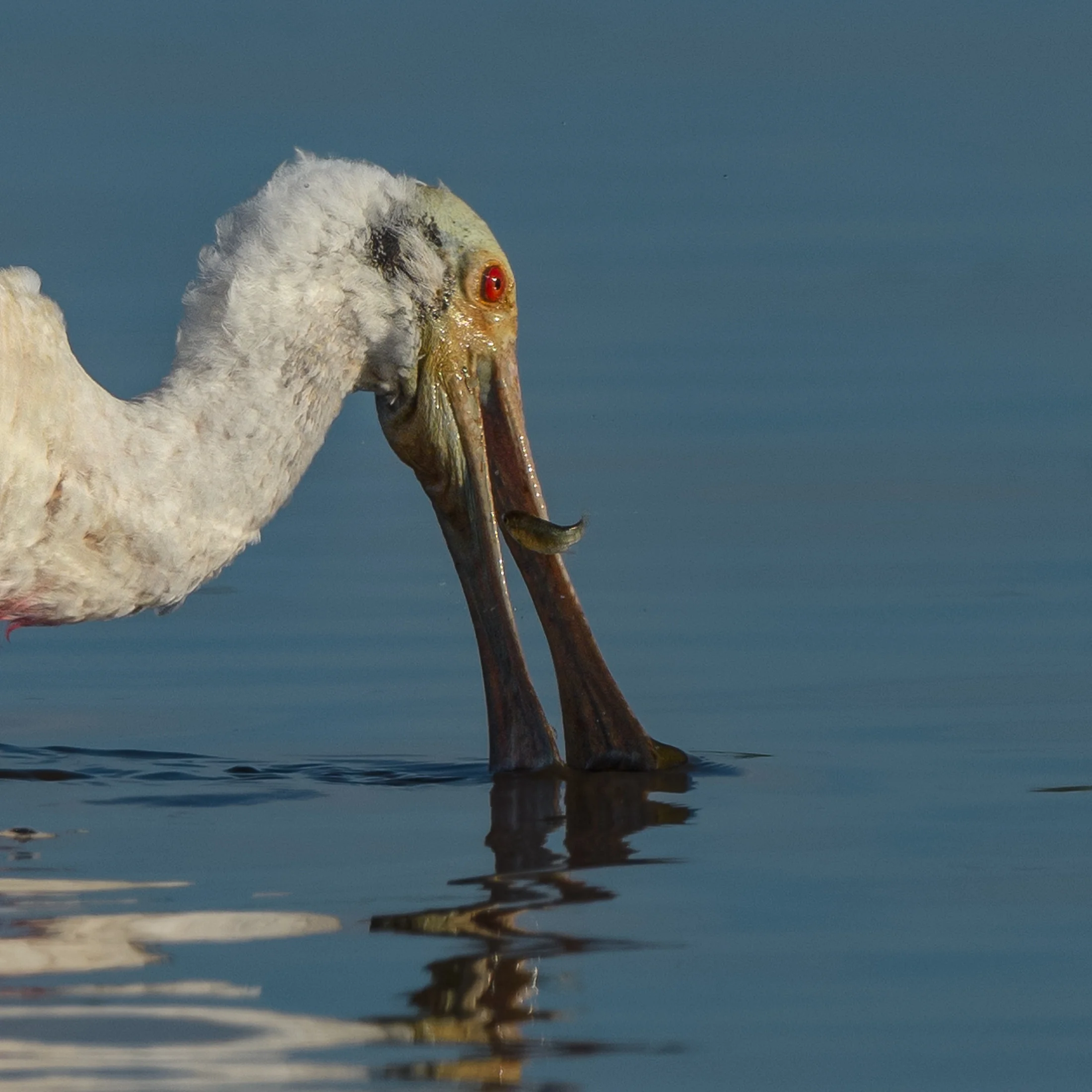Roseate Spoonbill