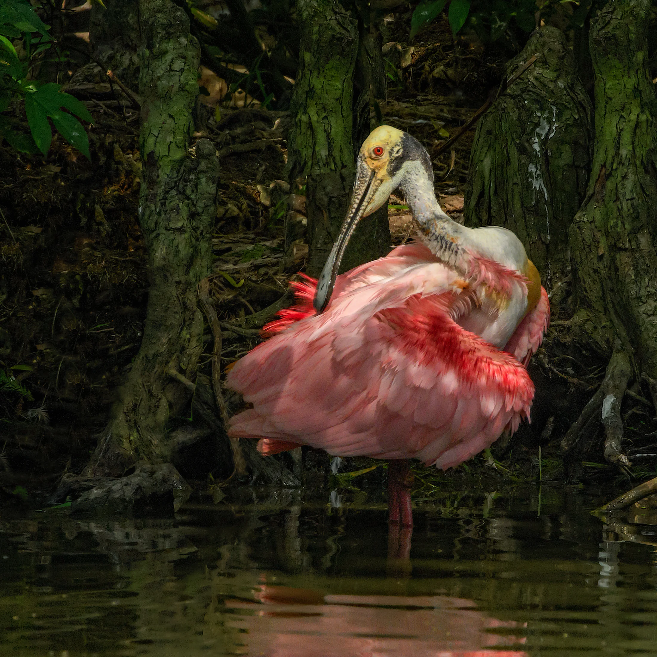 Roseate Spoonbill