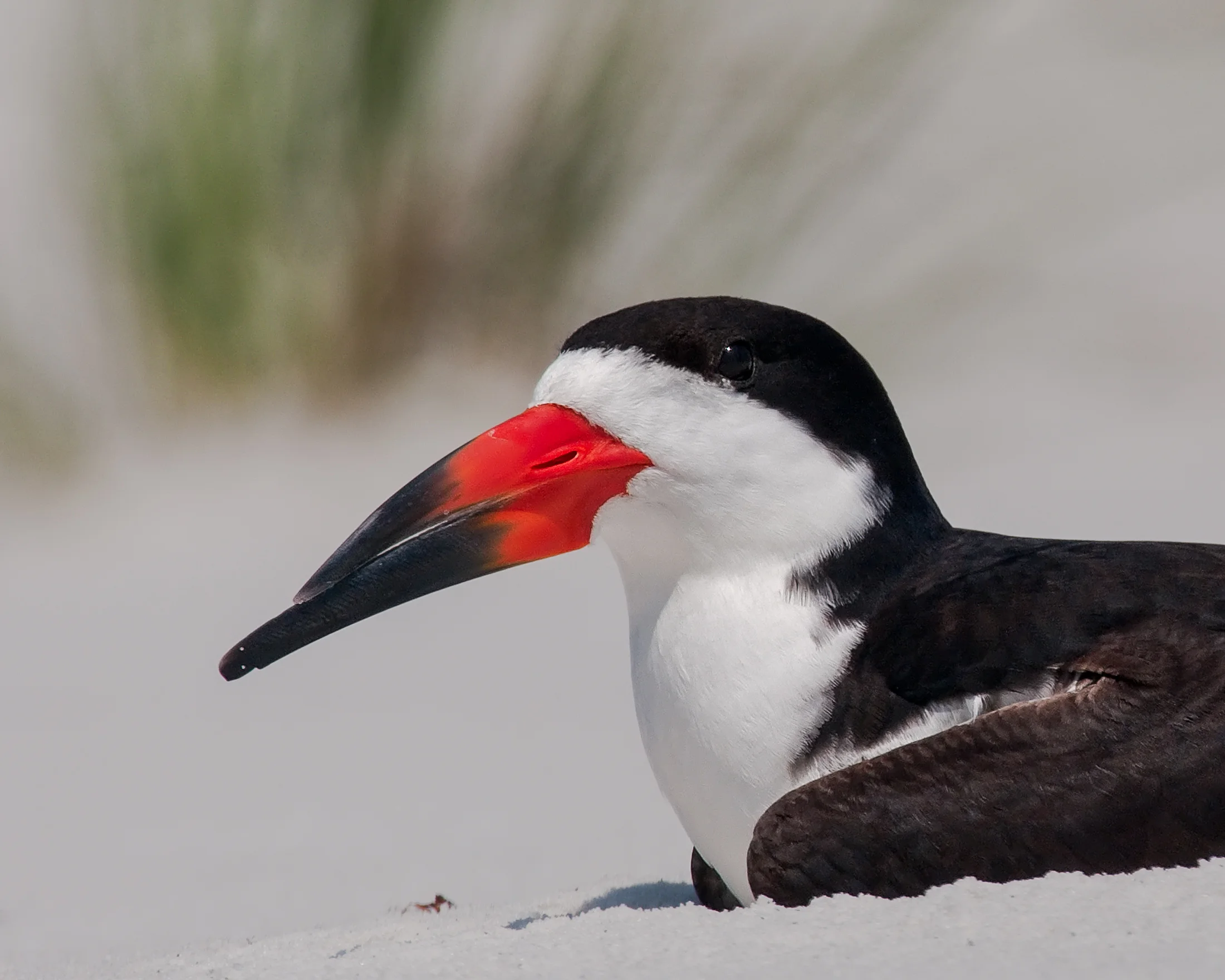Black Skimmer