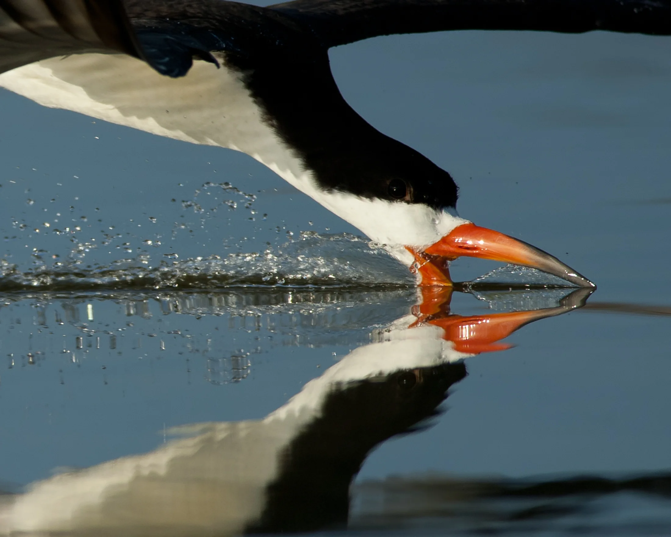 Black Skimmer