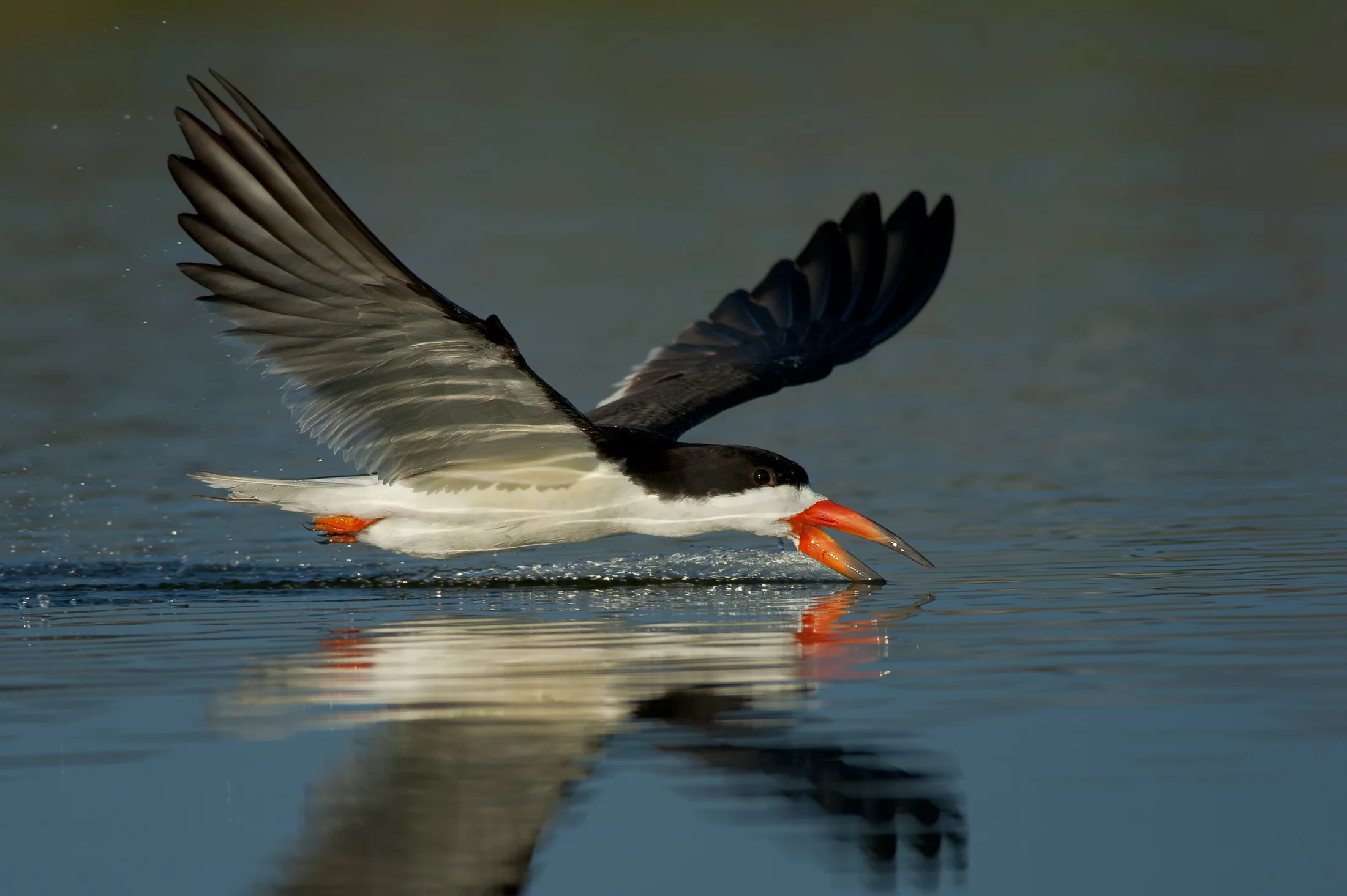Black Skimmer