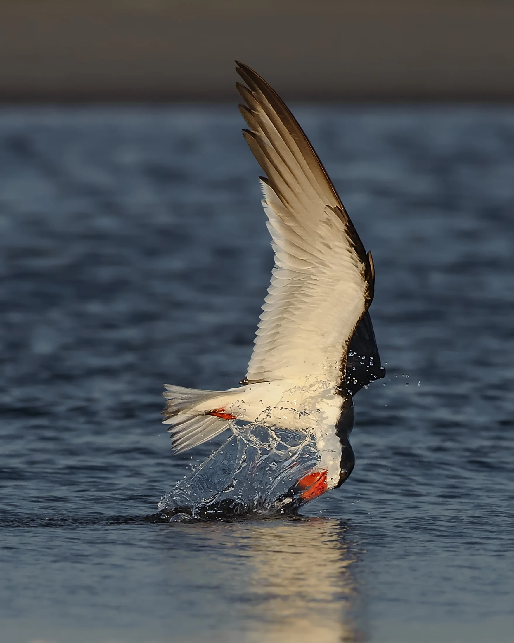 Black Skimmer