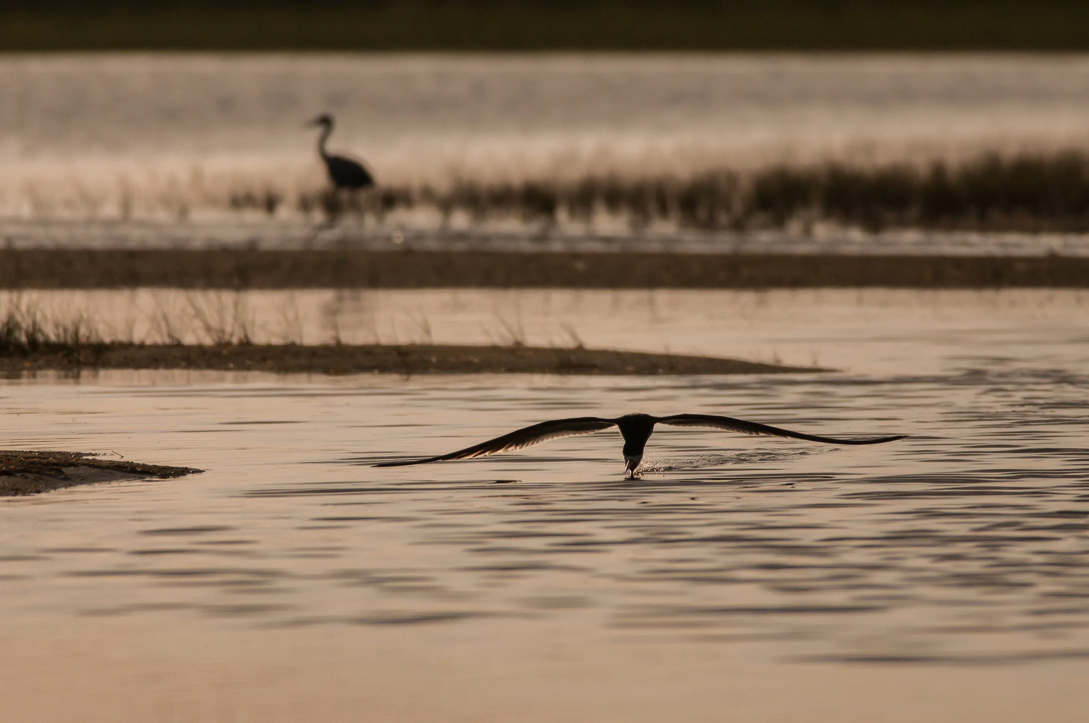 Black Skimmer