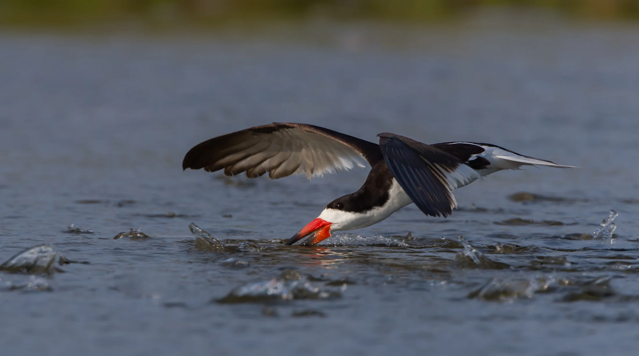 Black Skimmer