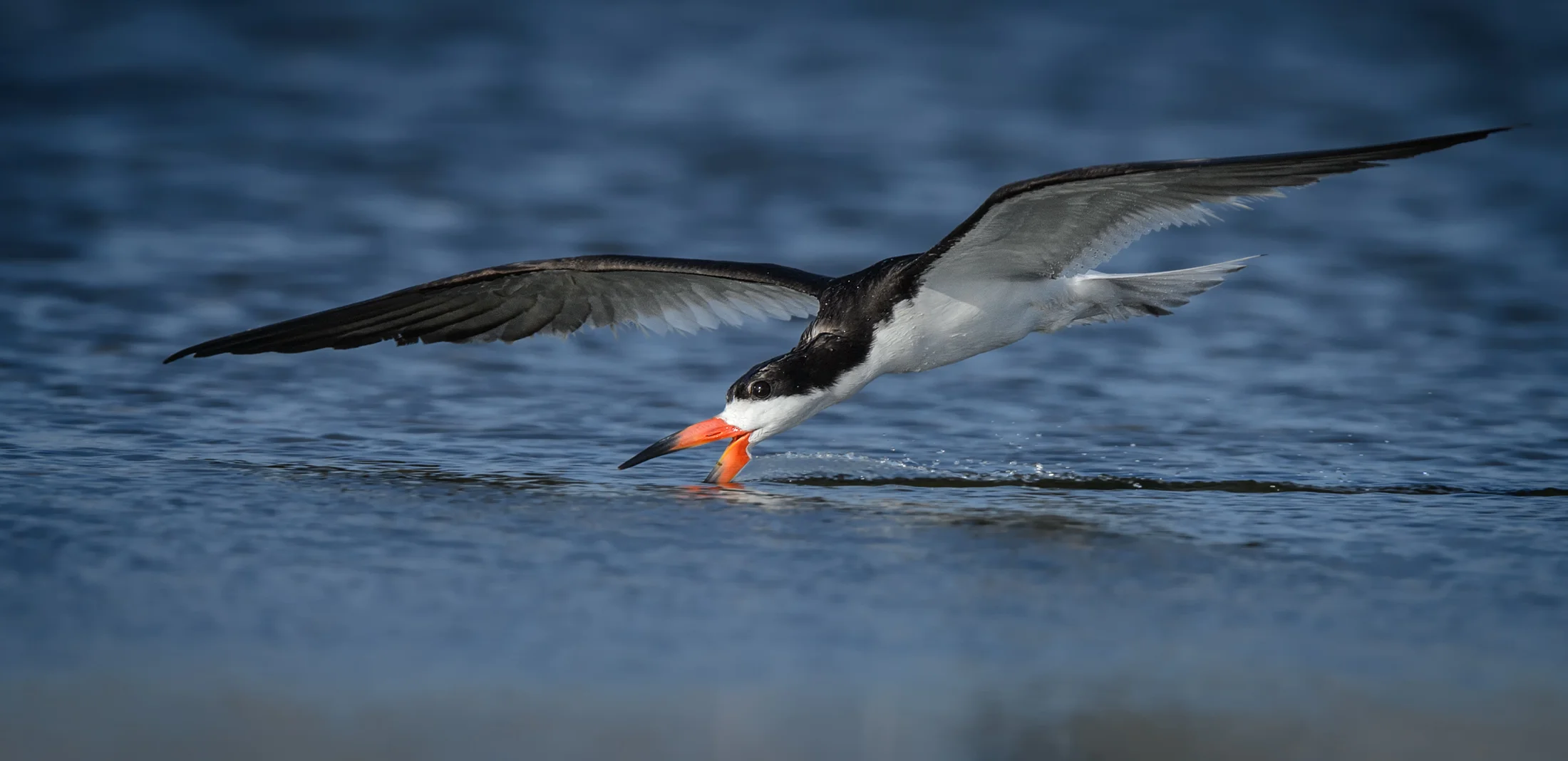 Black Skimmer