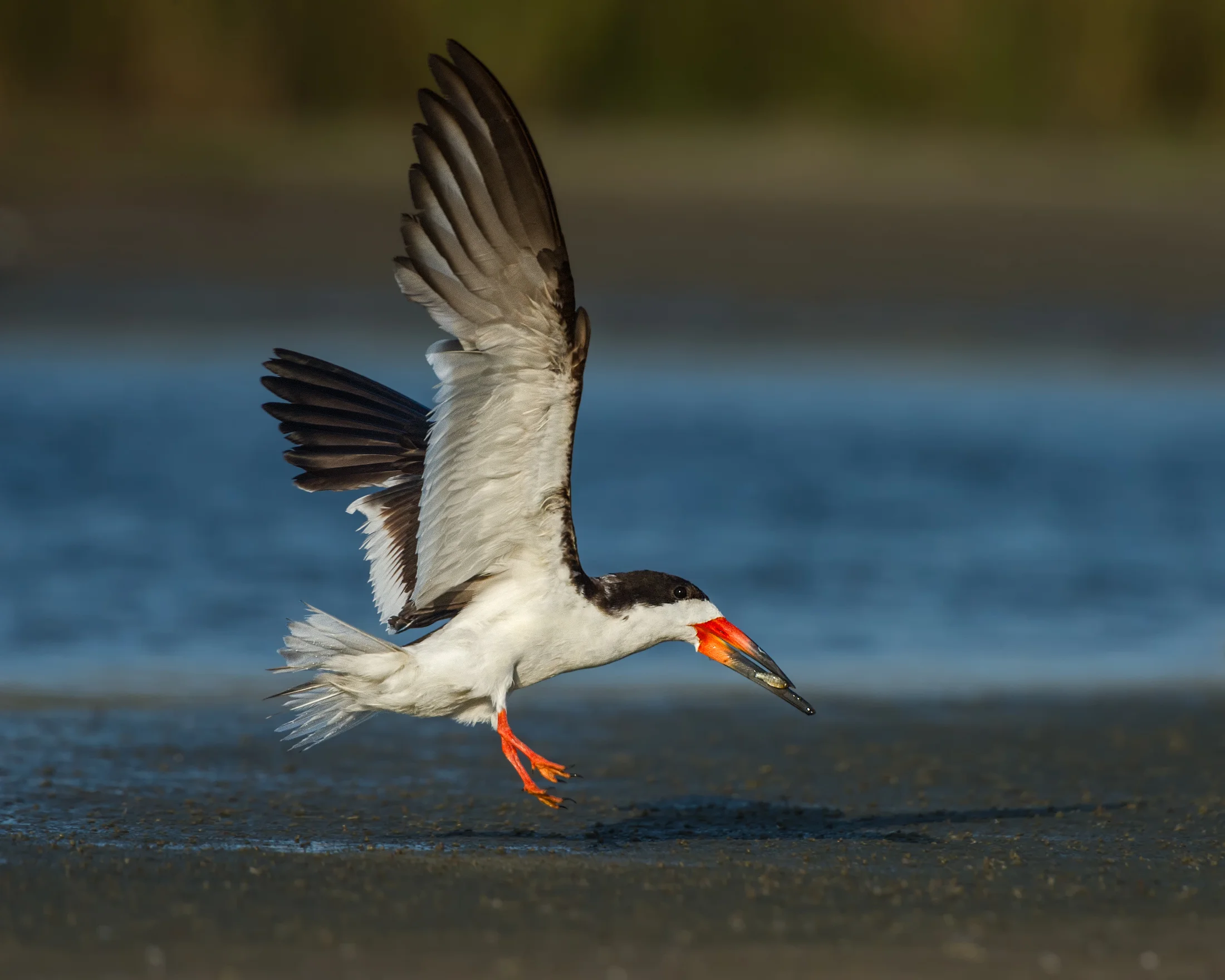 Black Skimmer