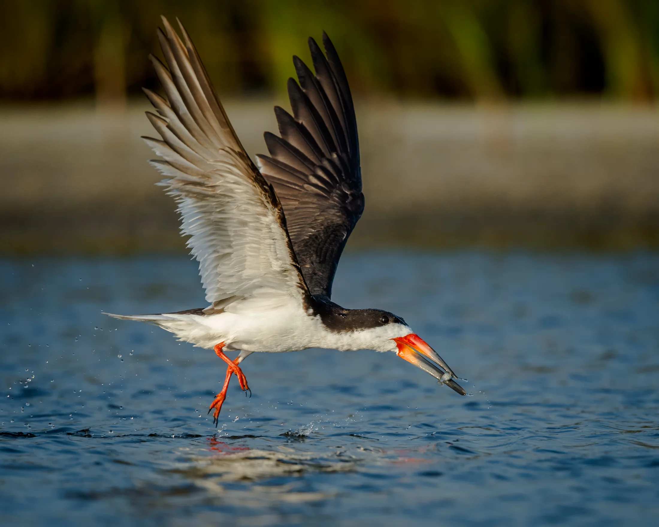 Black Skimmer