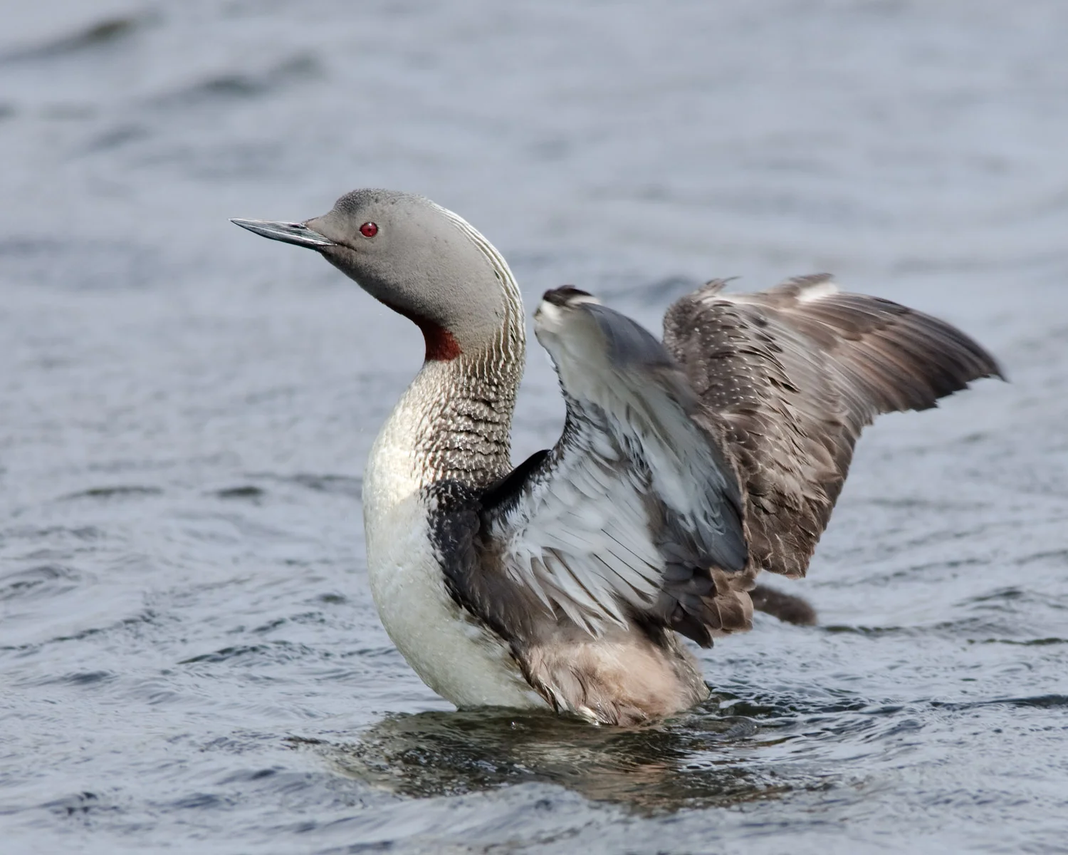 Red-throated Loon