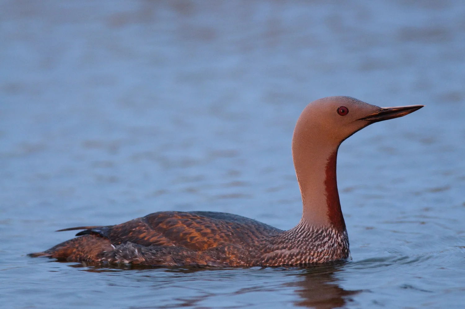 Red-throated Loon