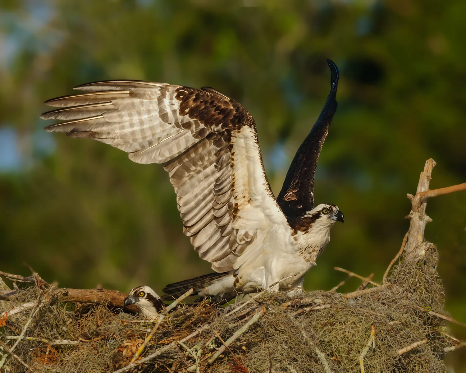 Osprey