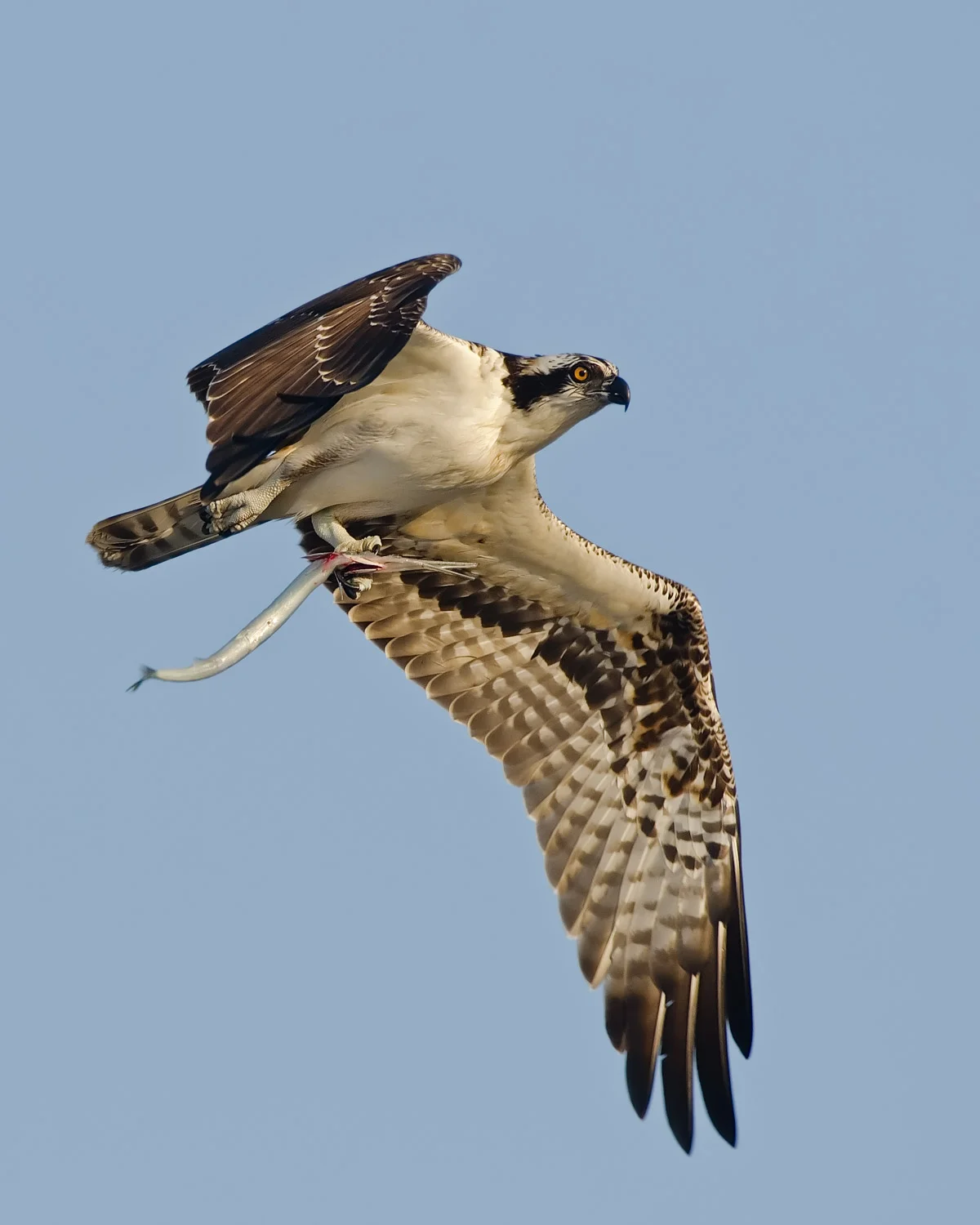 Osprey