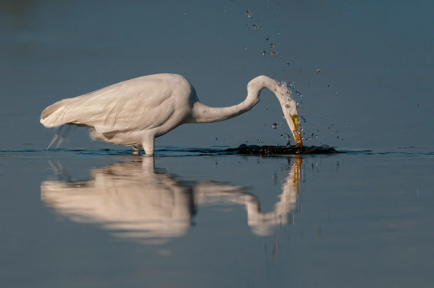 Great Egret