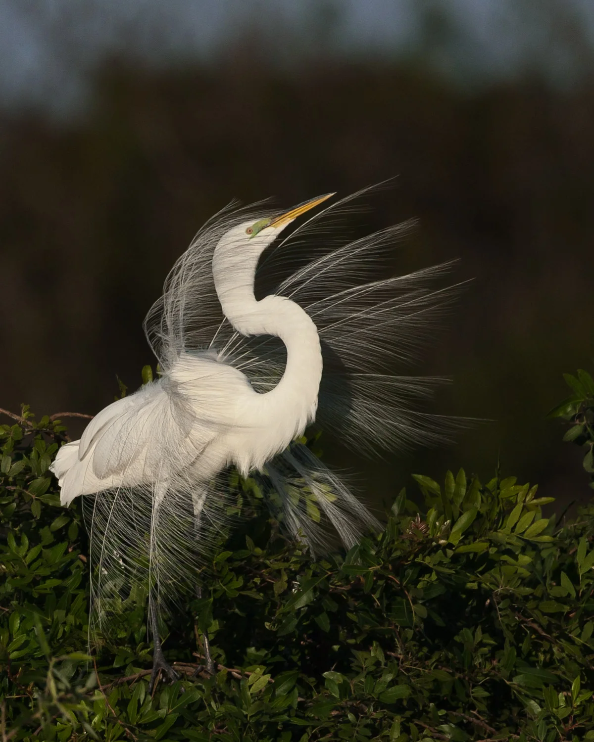 Great Egret