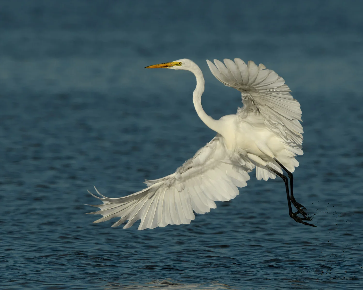 Great Egret