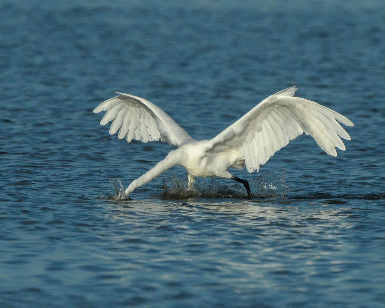 Great Egret