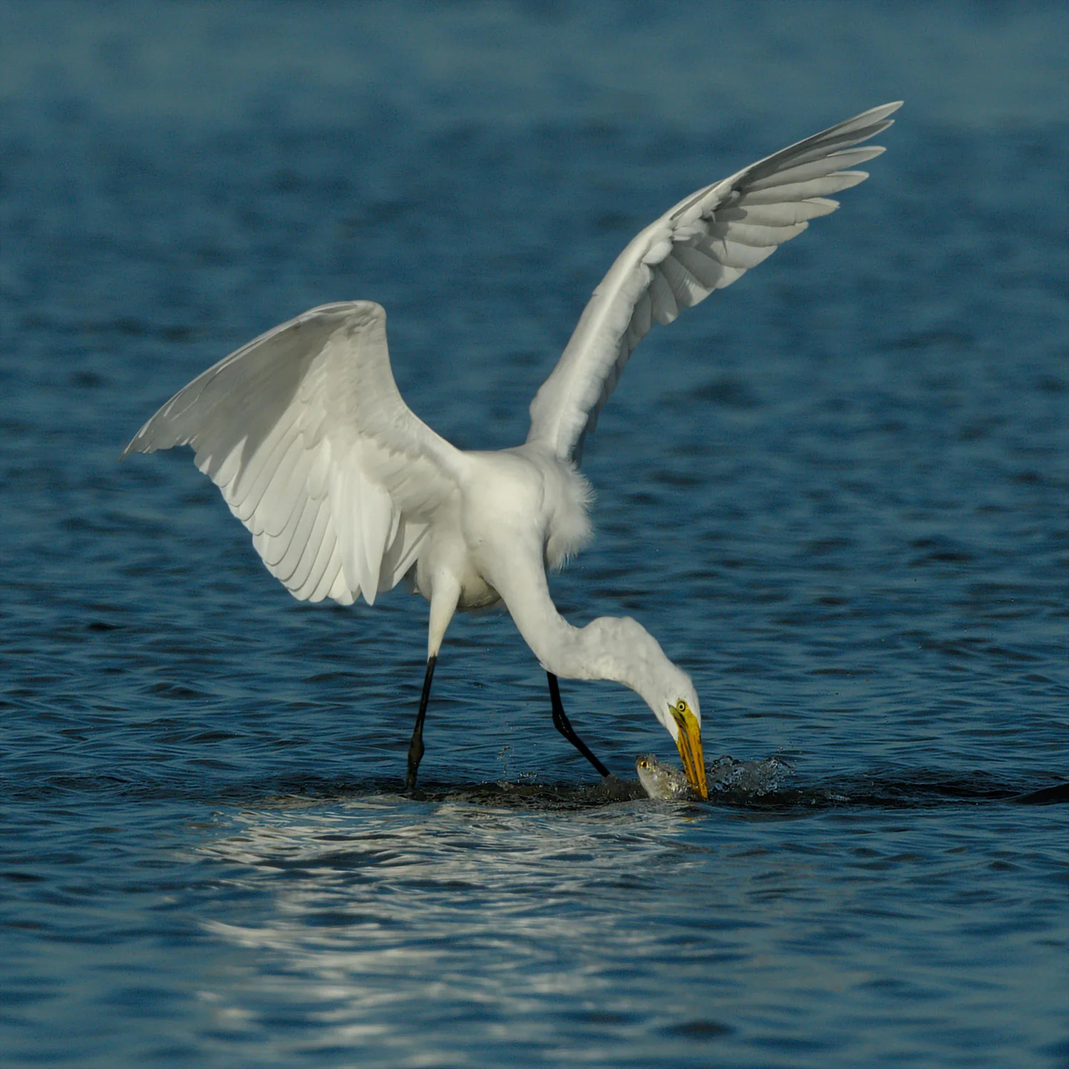 Great Egret