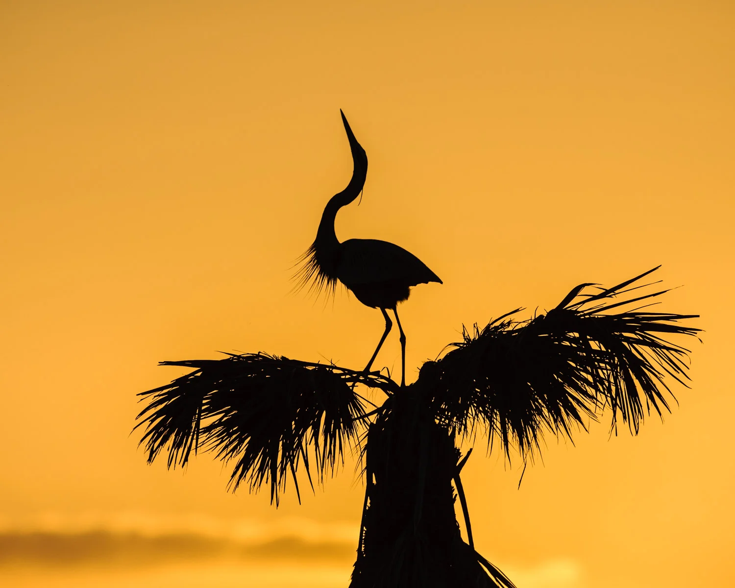 Great Blue Heron
