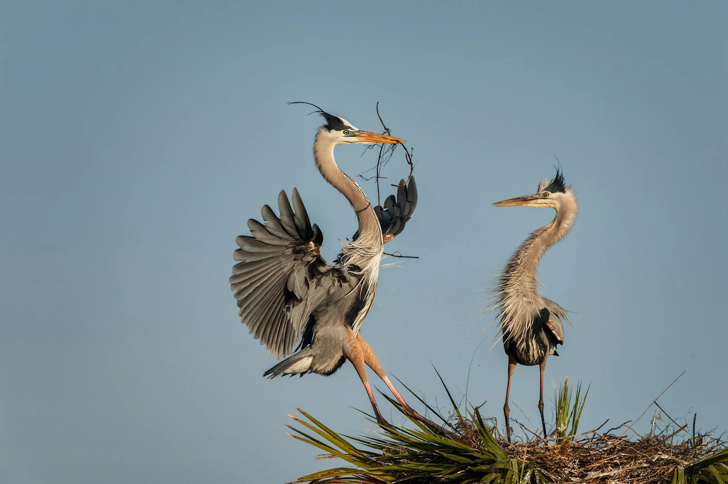 Great Blue Heron
