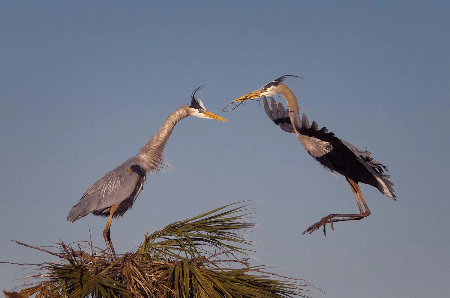 Great Blue Heron