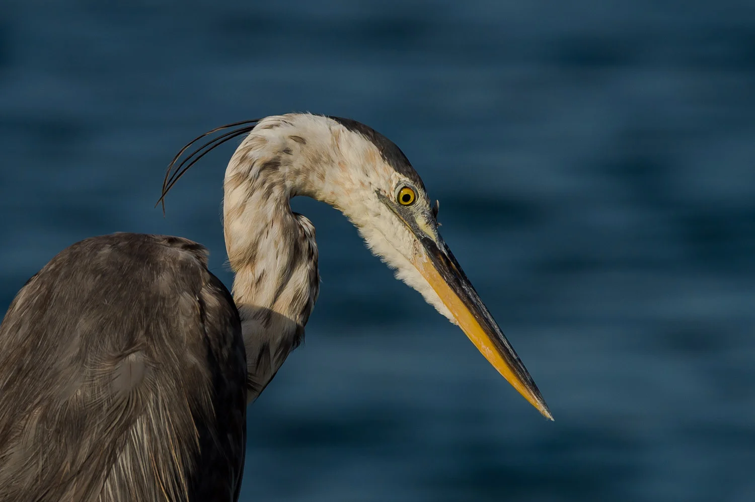 Great Blue Heron